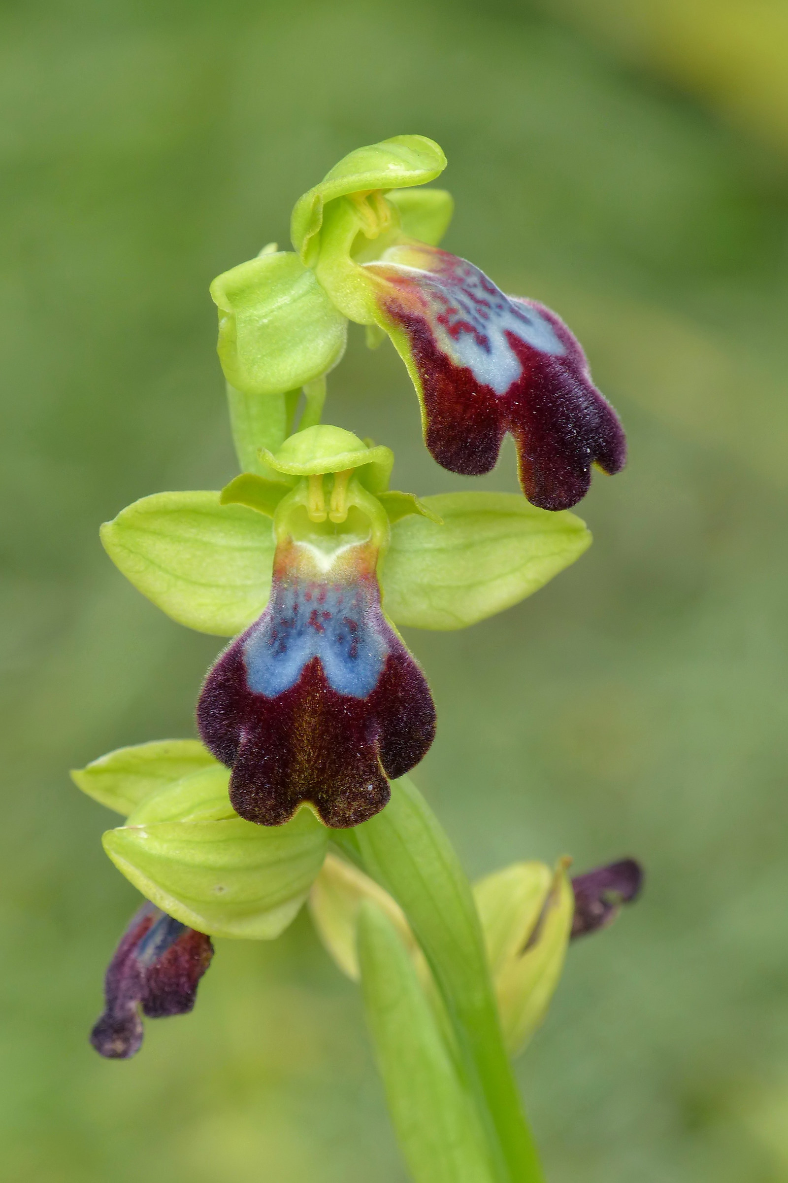 Ophrys iricolor subsp. eleonorae