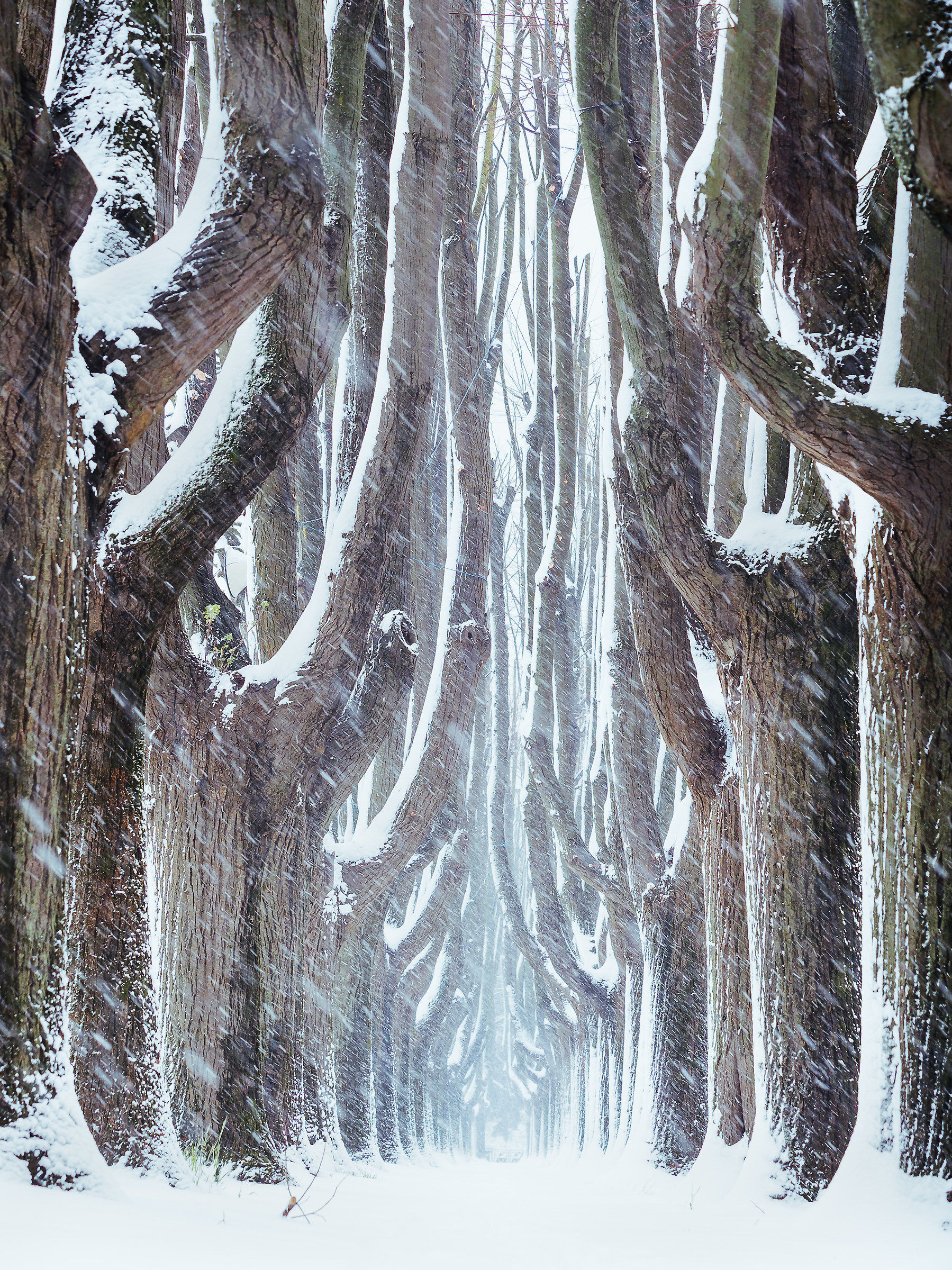 I missed you only with the snow