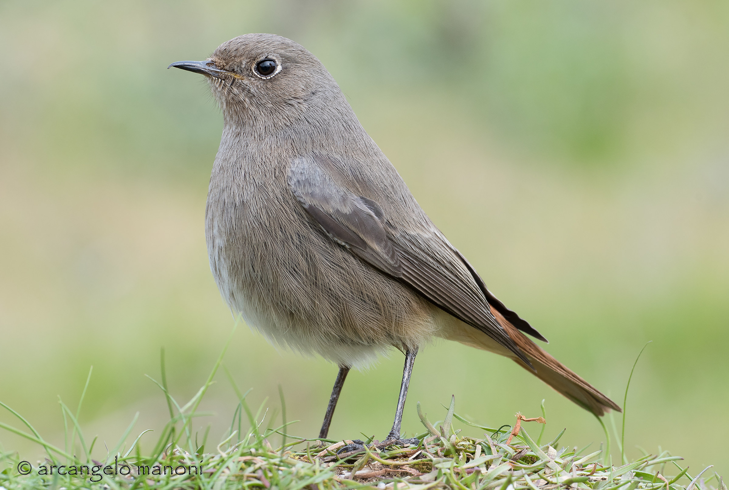 The elegance of the female of red-haired redstart