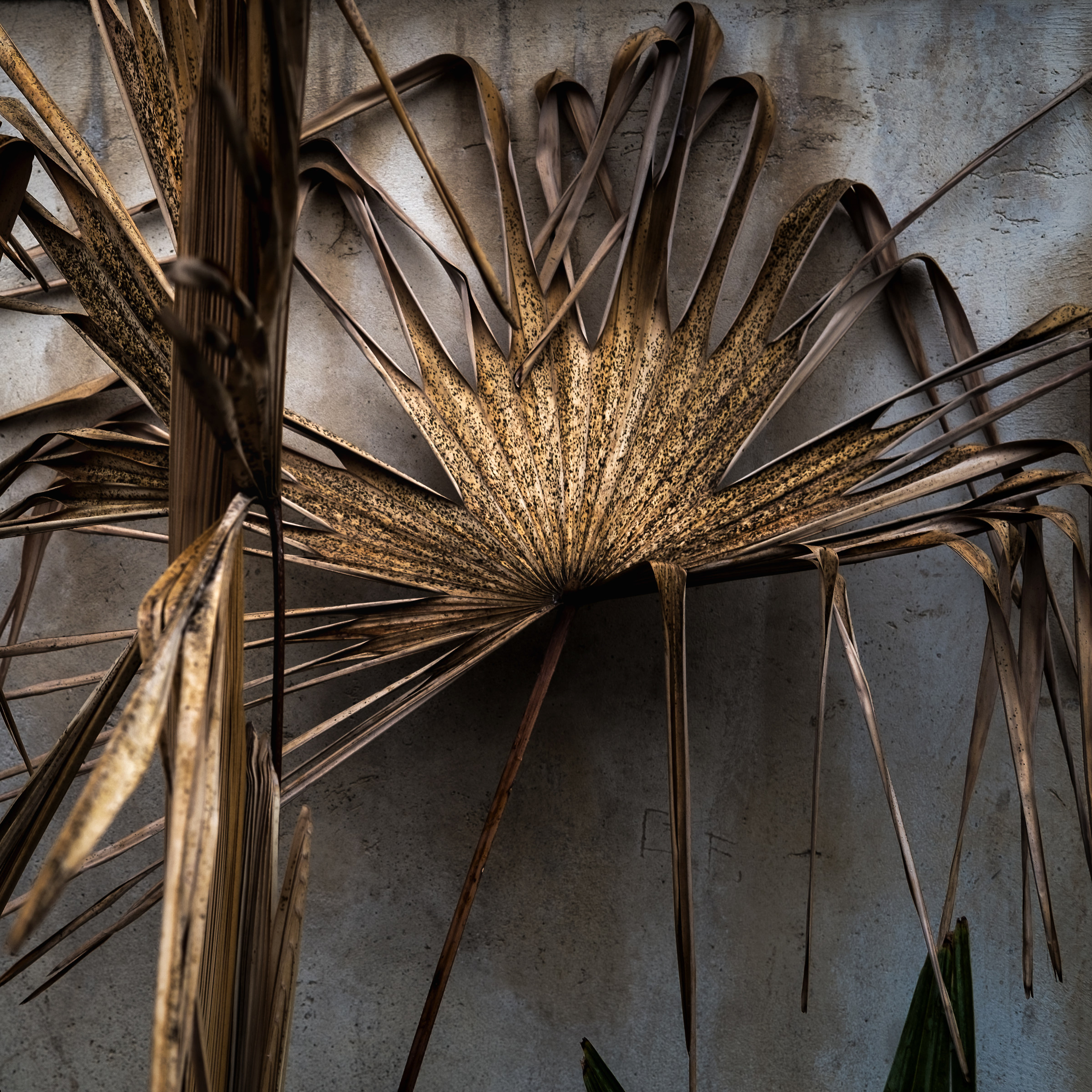 after the frost the new beauty