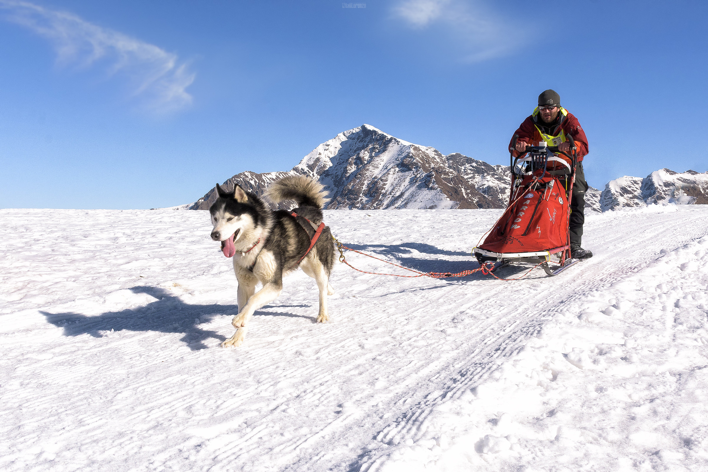 Alaskan malamute sleddog day