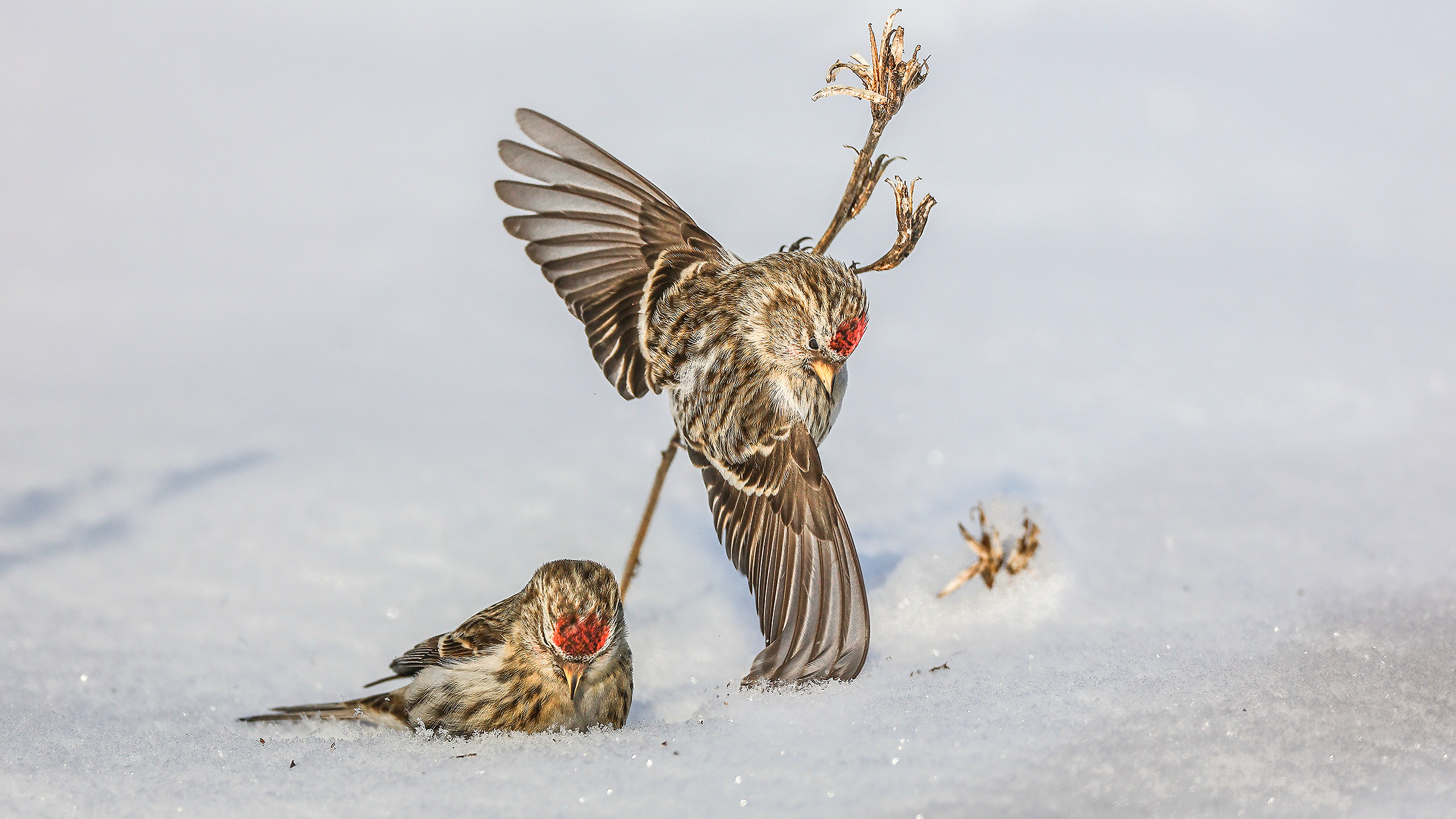 Common Redpoll (Carduelis flammea)