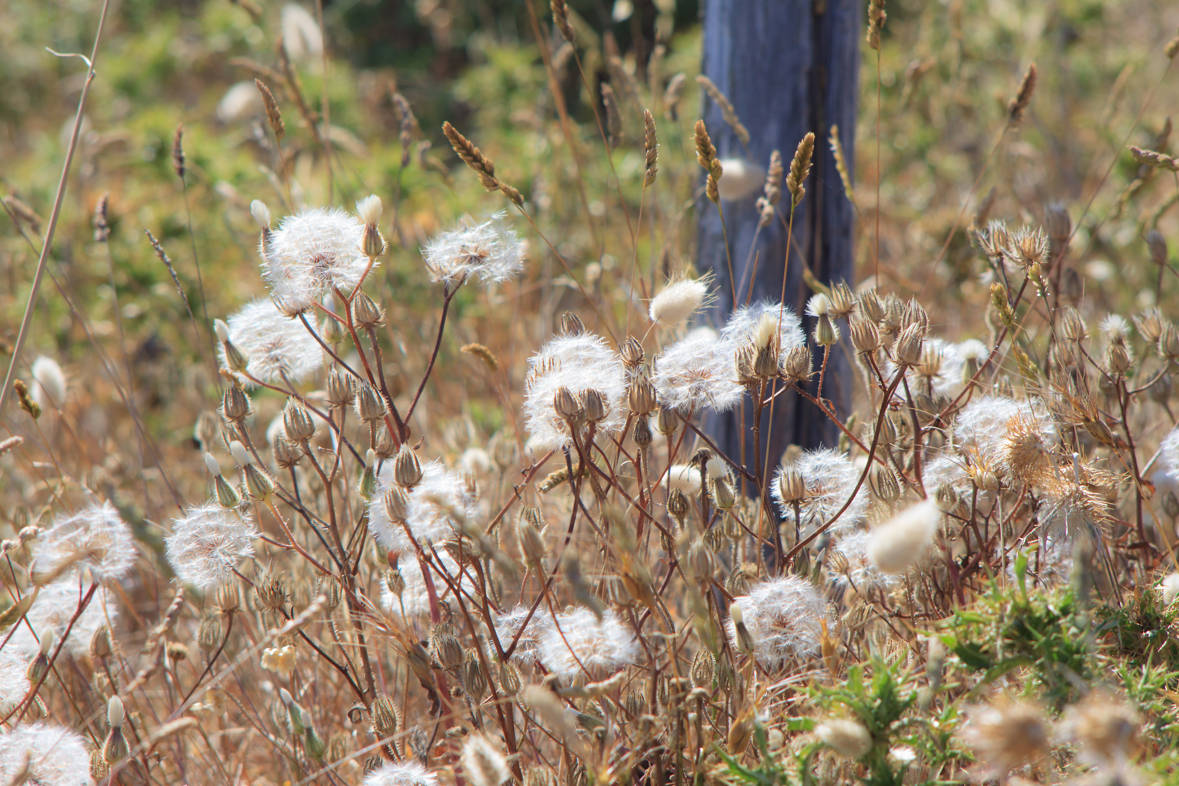 Taraxacum officinale
