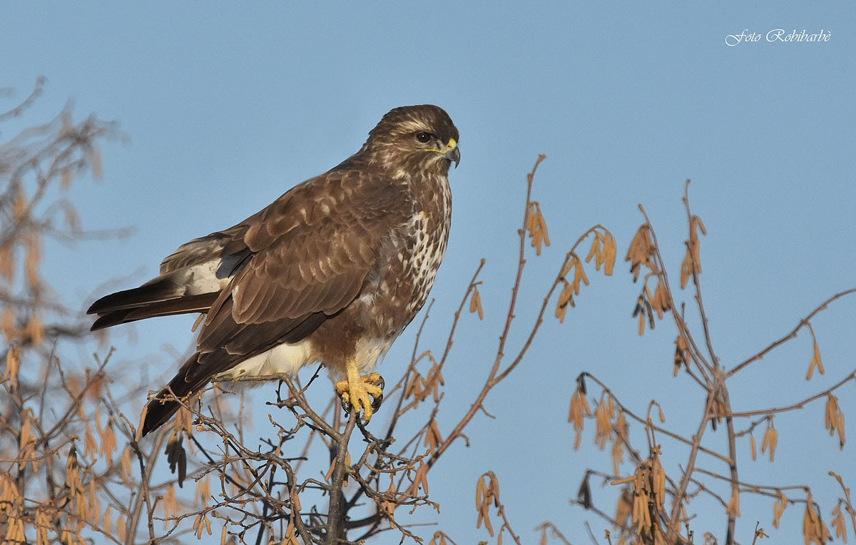 The buzzard on the hazel ...