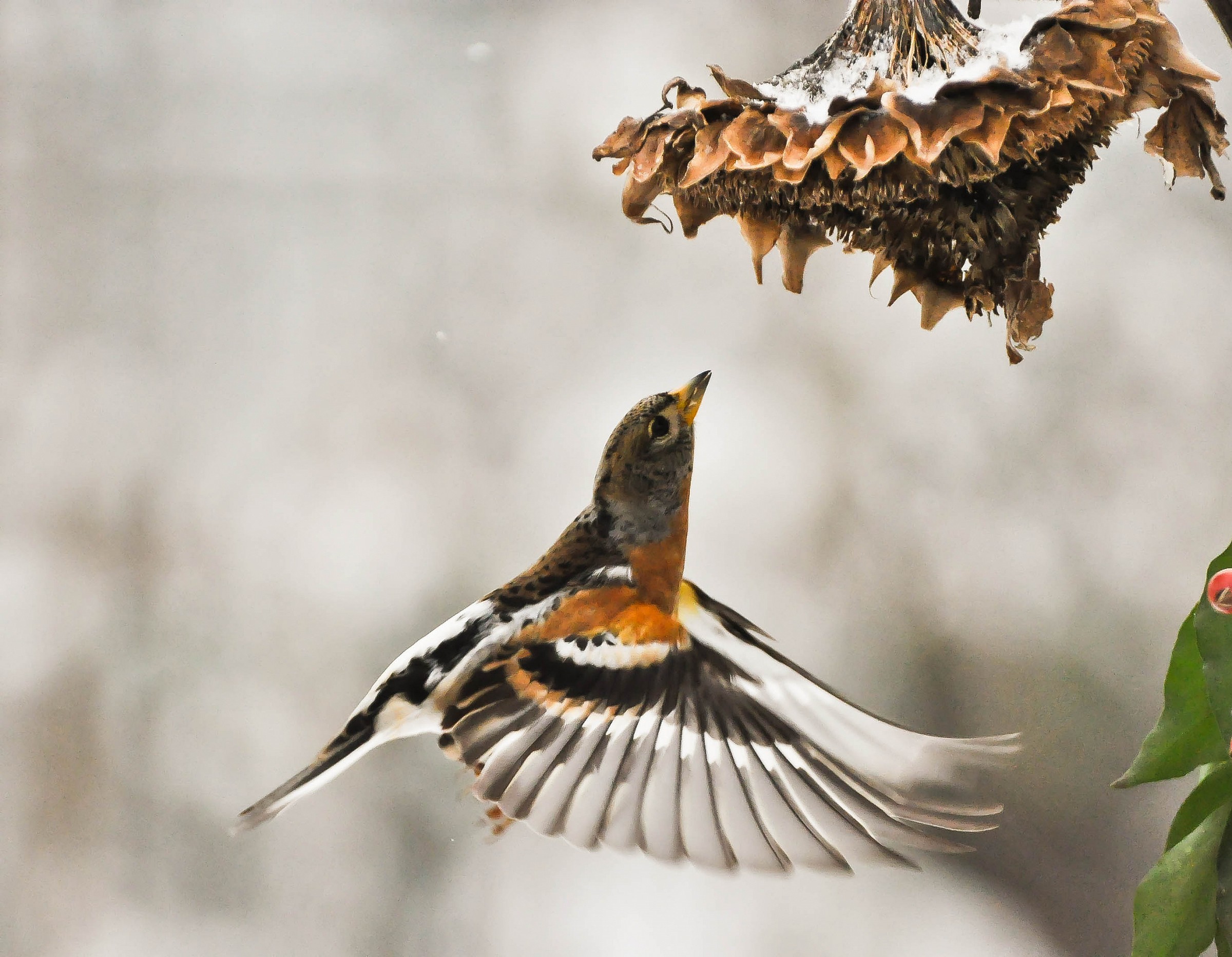 Non sono un colibrì