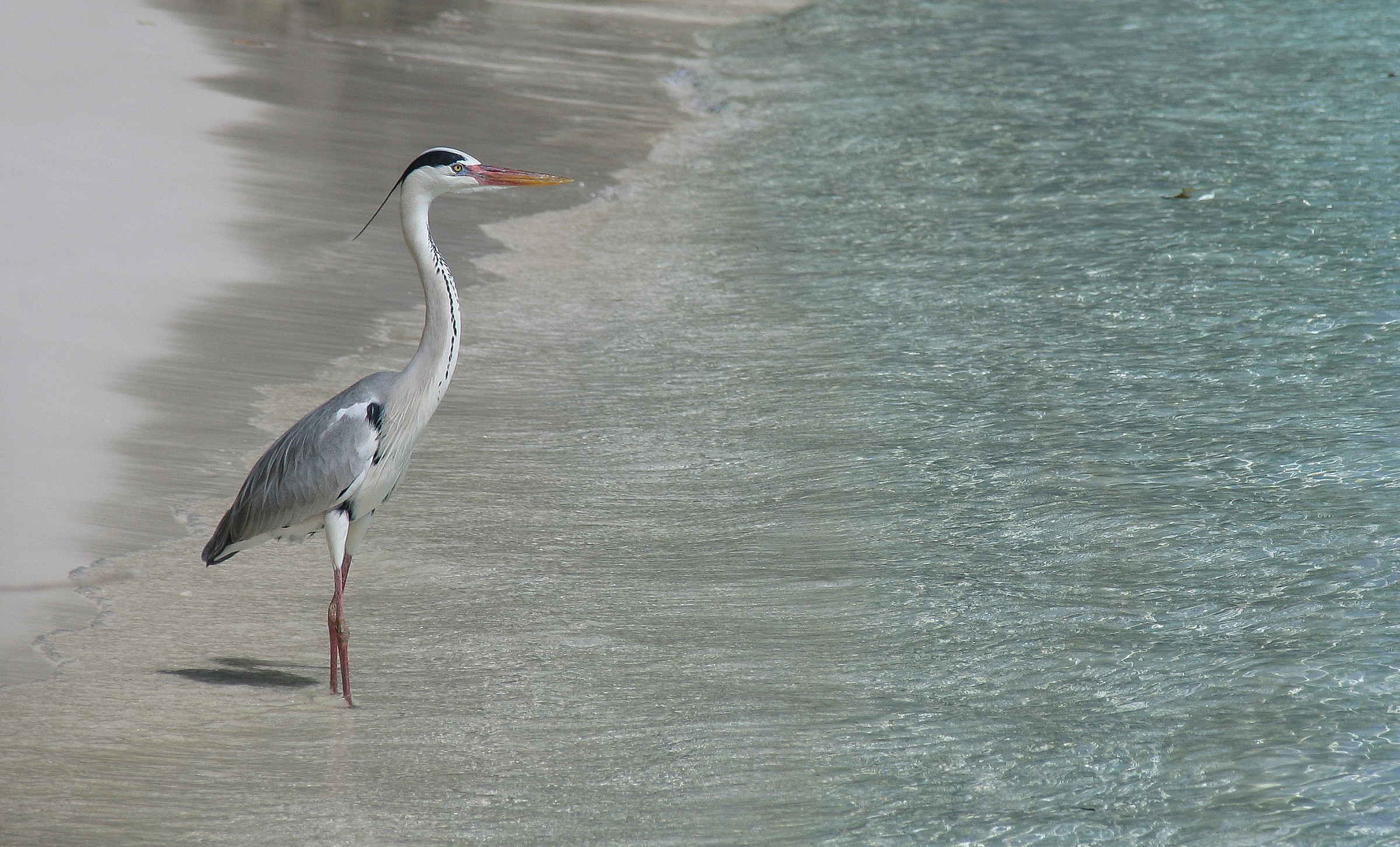 Heron in the Maldives
