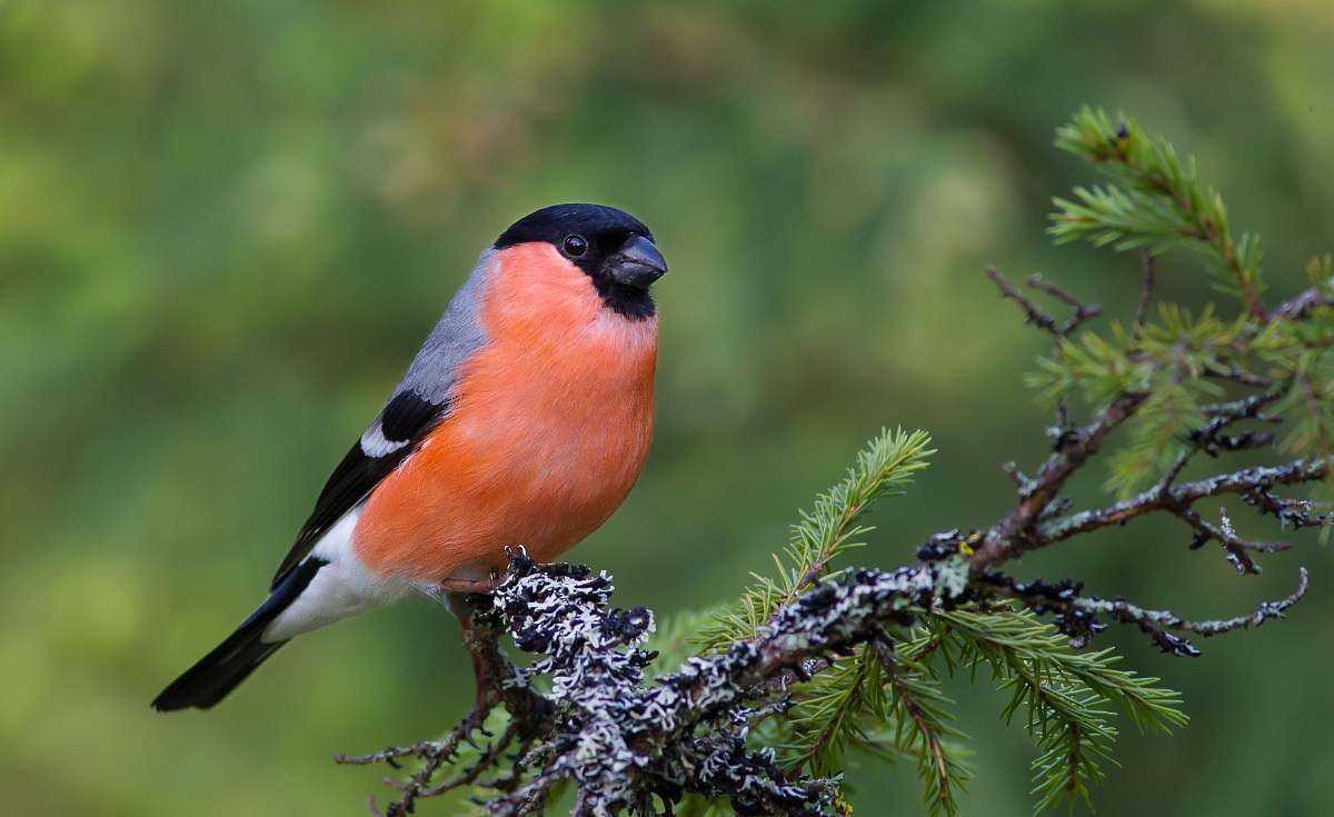 Bullfinch