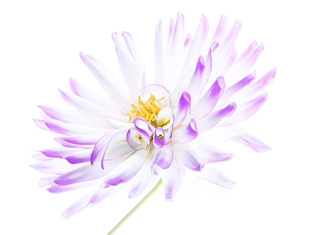 La bozza di un disegno