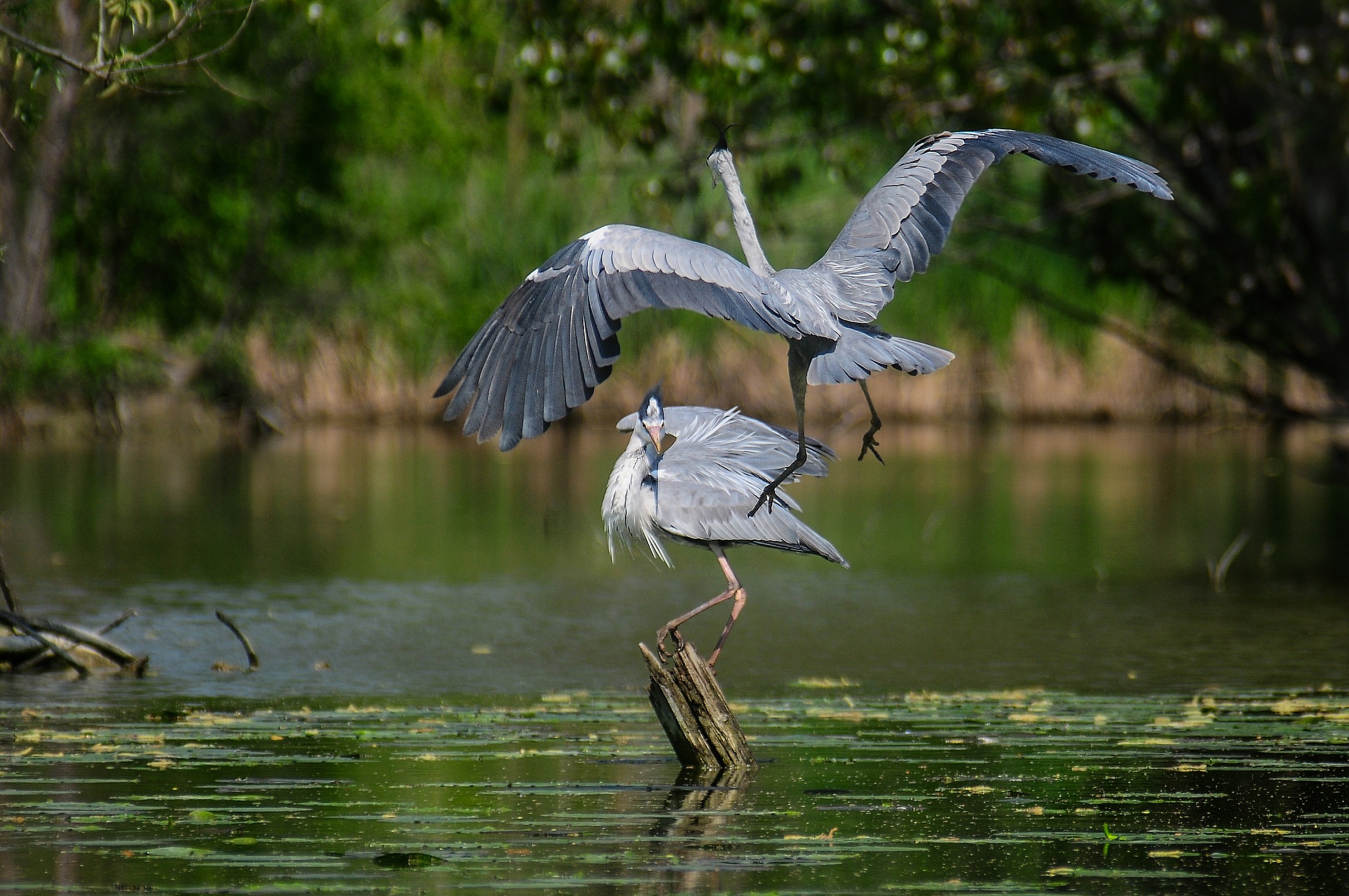 Away from them .....