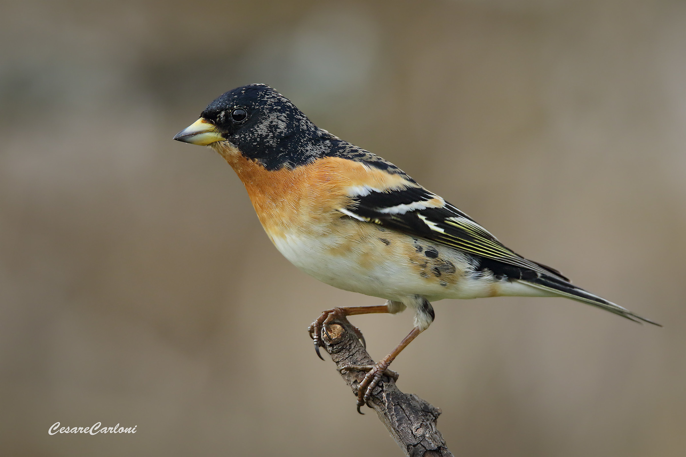 peppola (fringilla montifringilla)