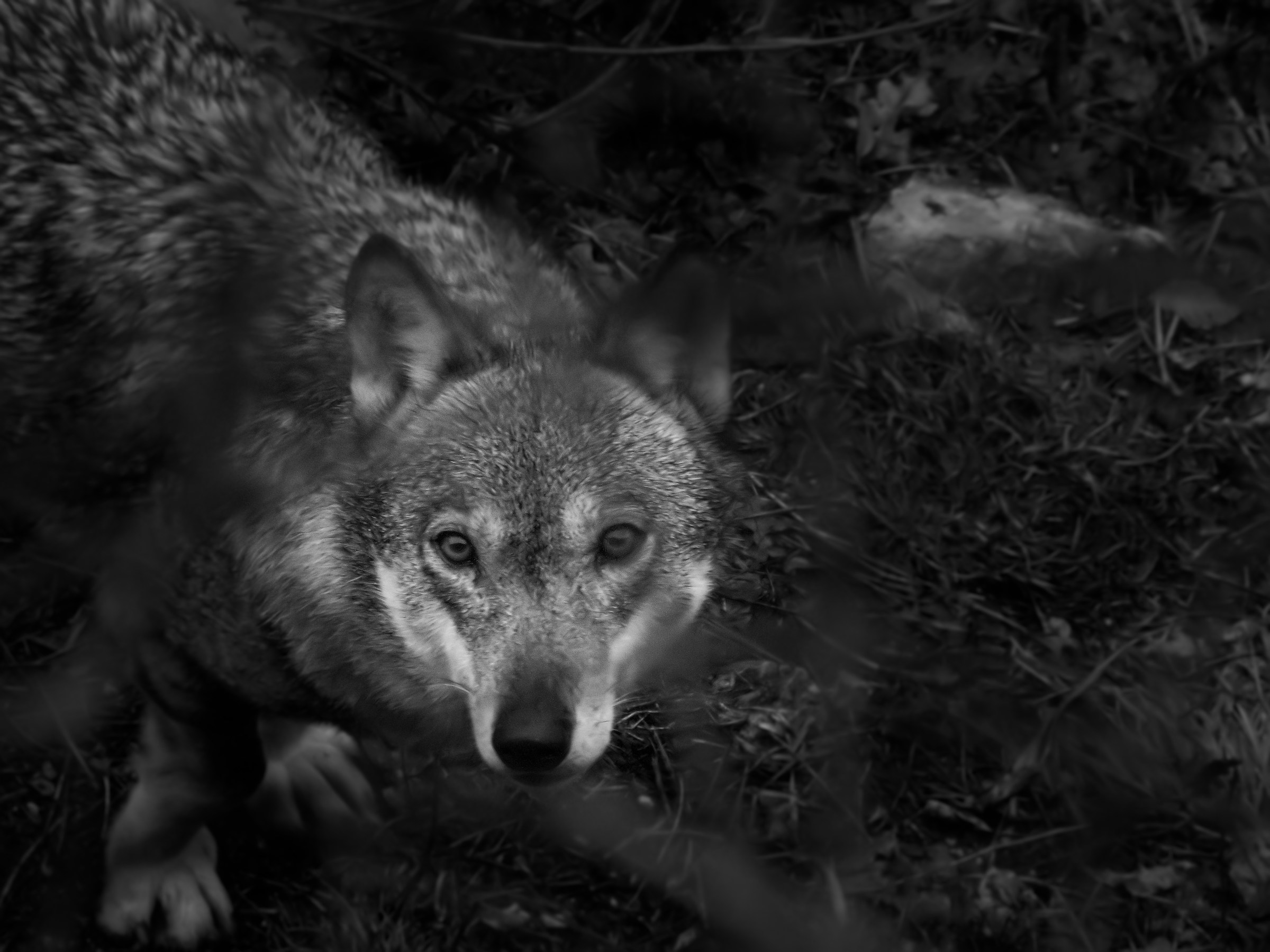 Negli occhi del Lupo