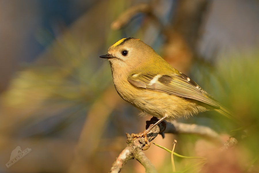 Goldcrest