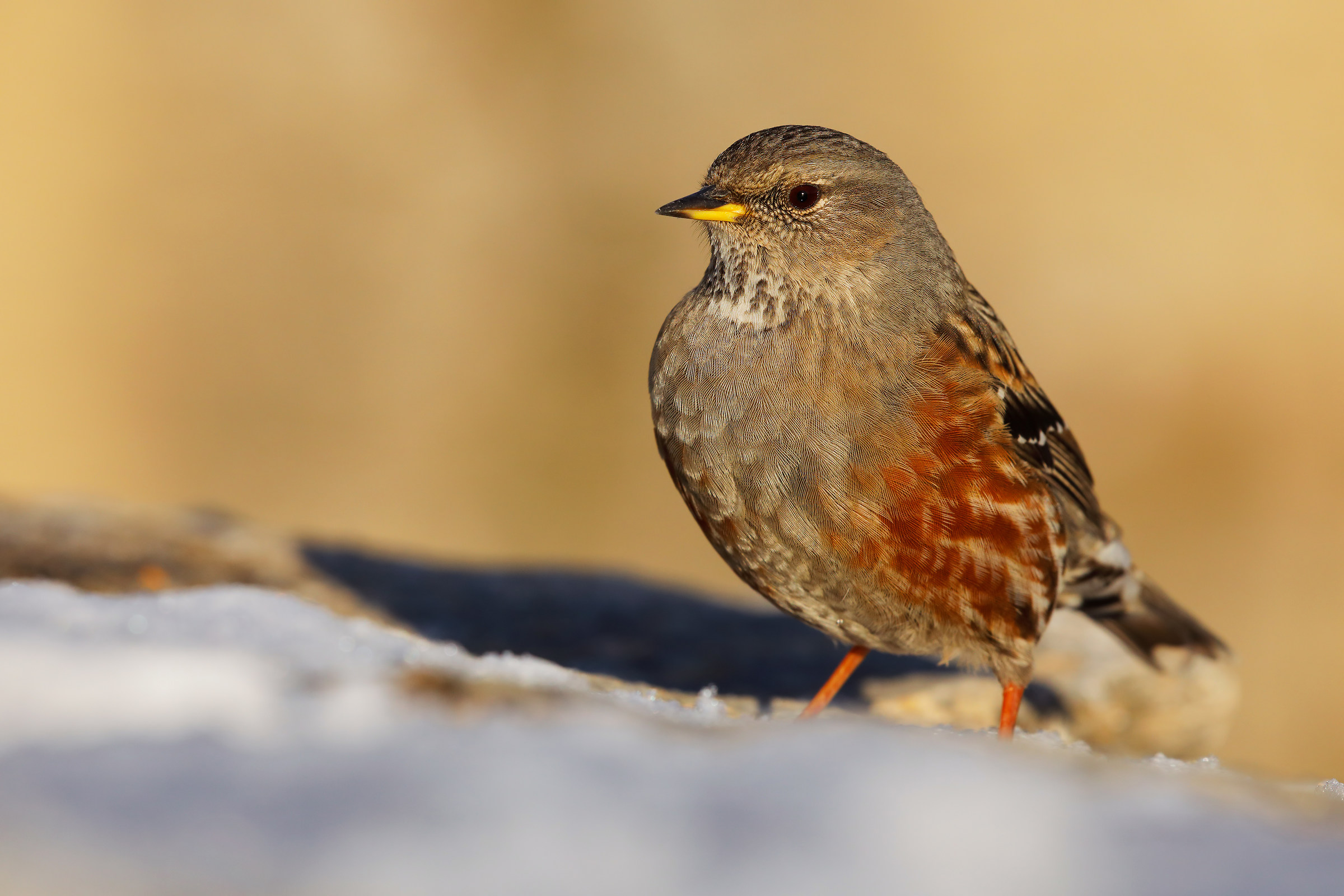 Accentor