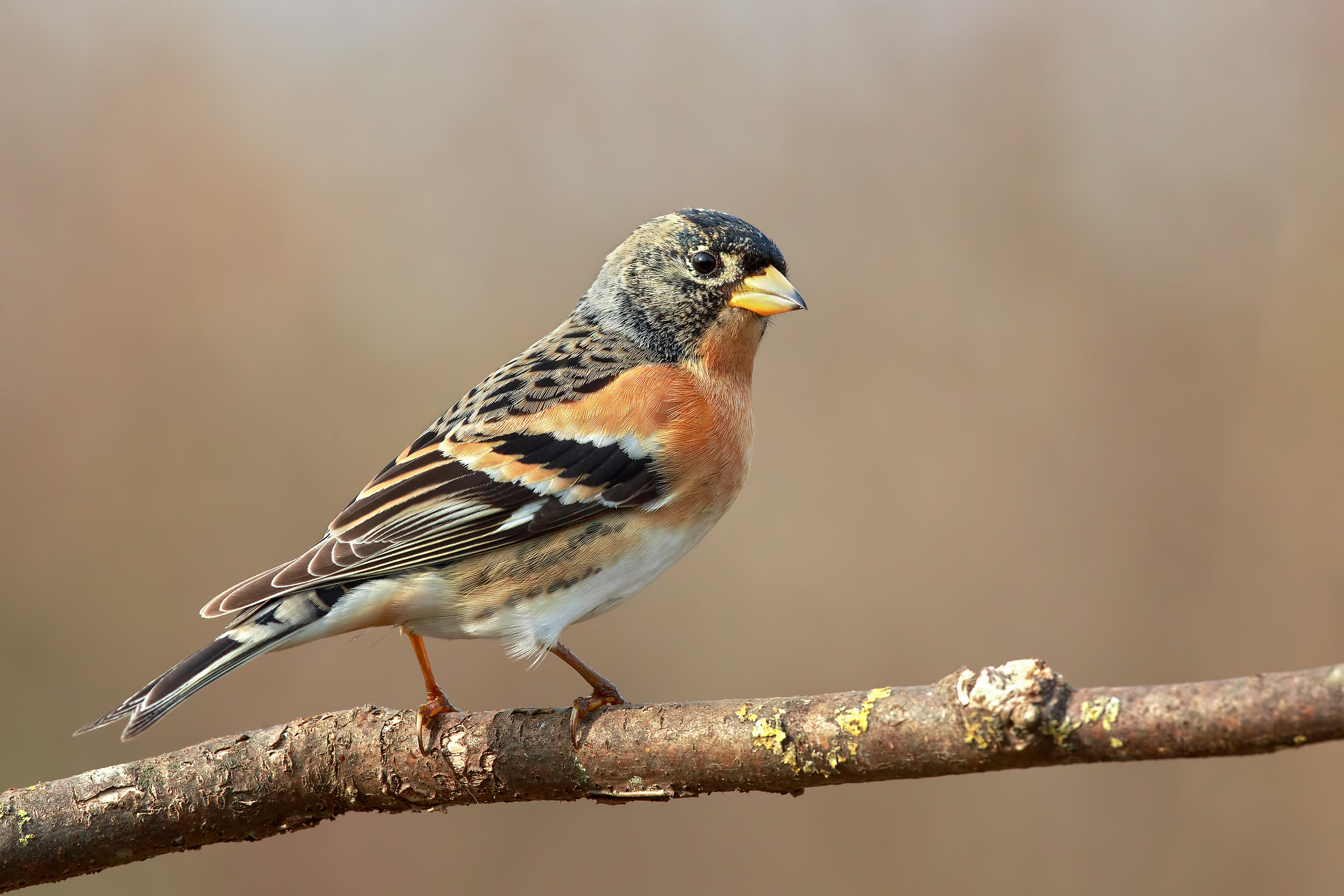 Brambling