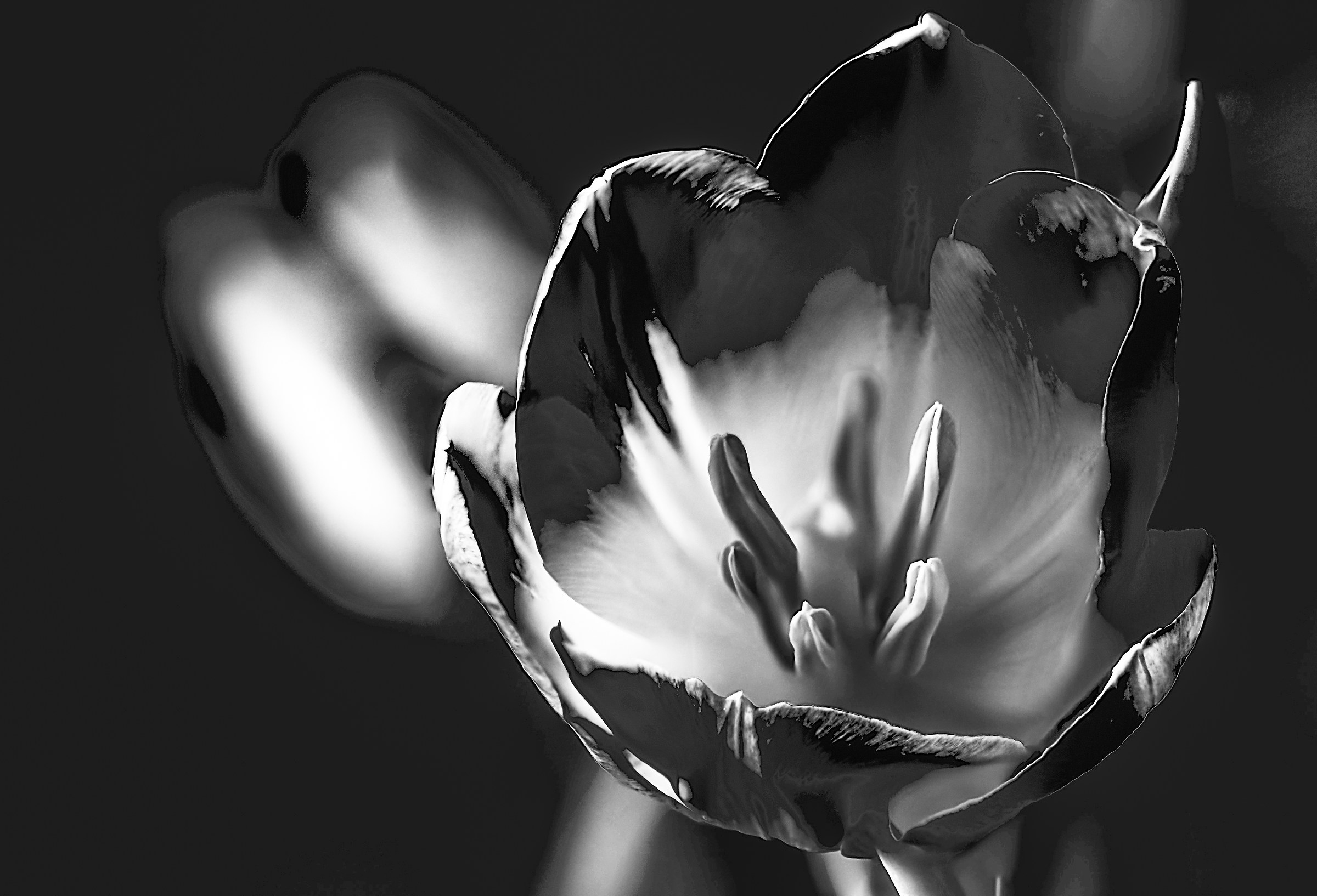 black tulip