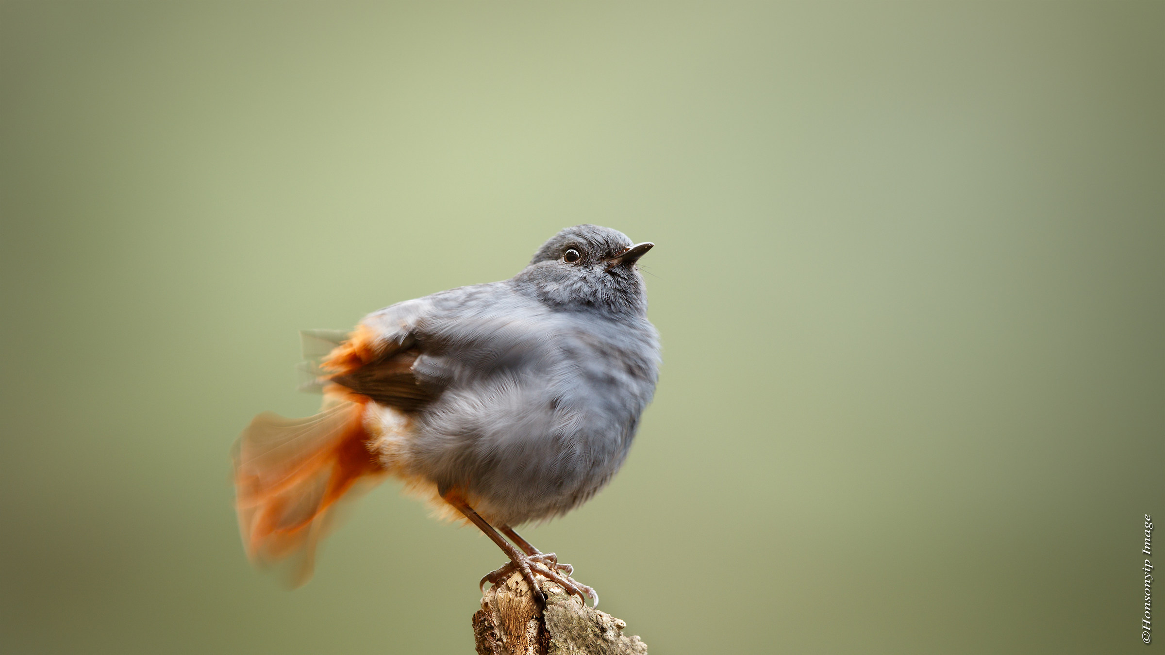 Plumbeous Water Redstart