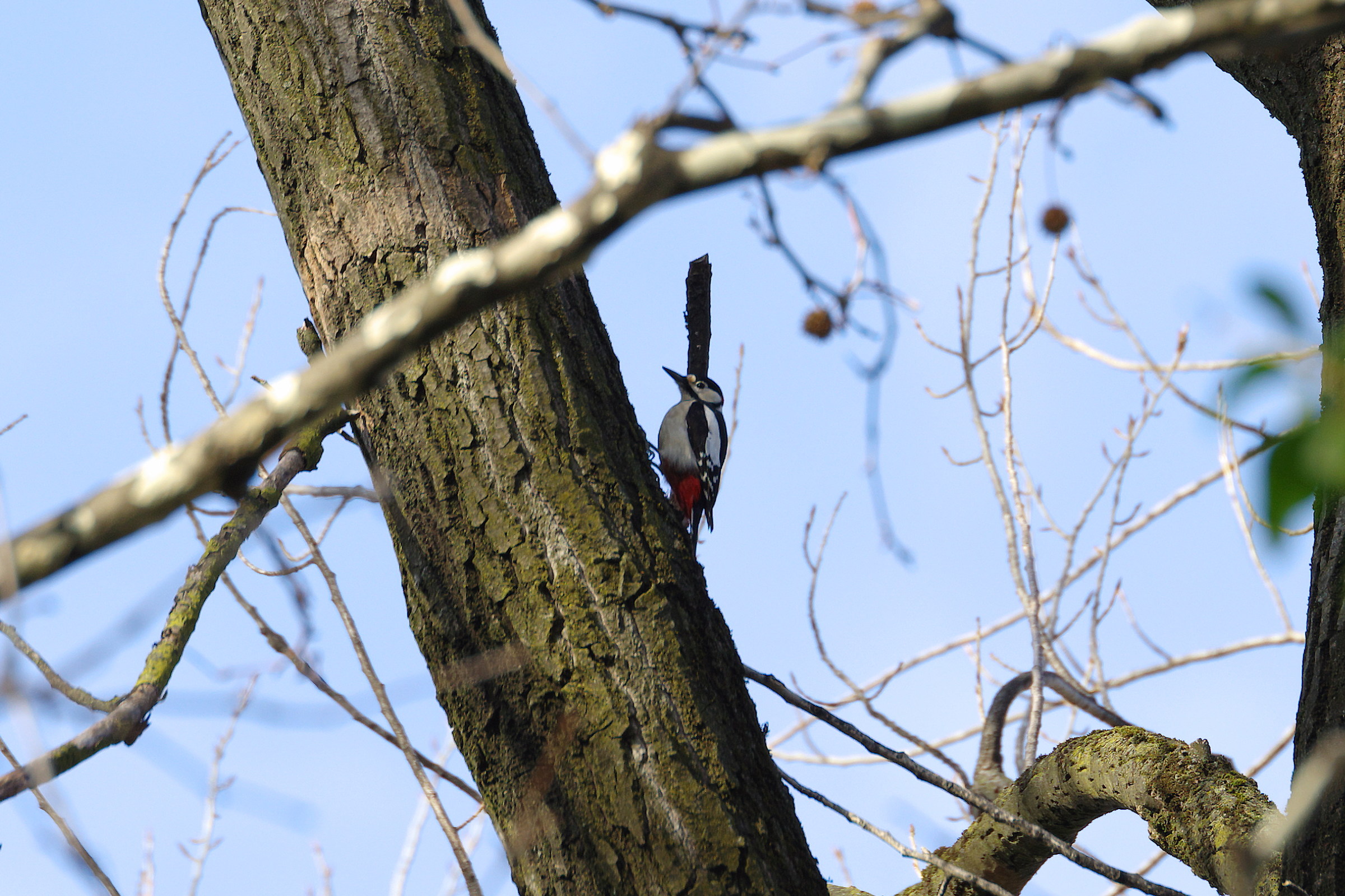 Picchio Rosso Maggiore