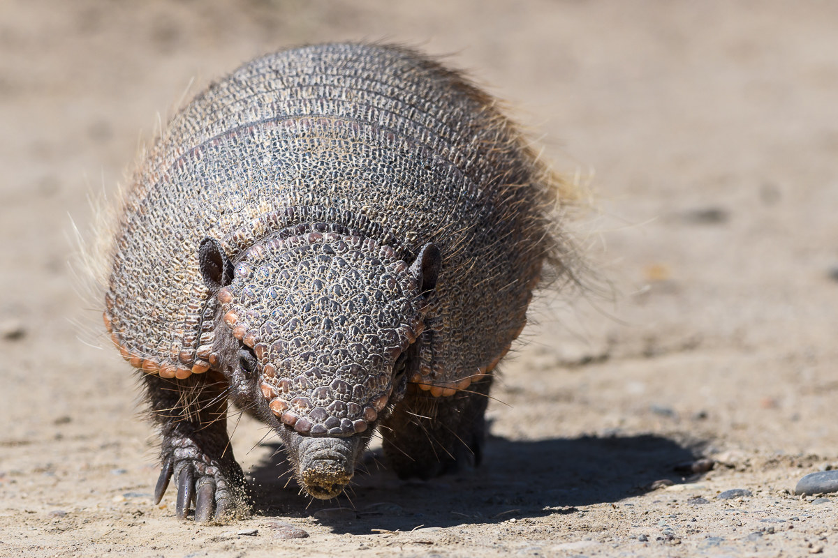 armadillo
