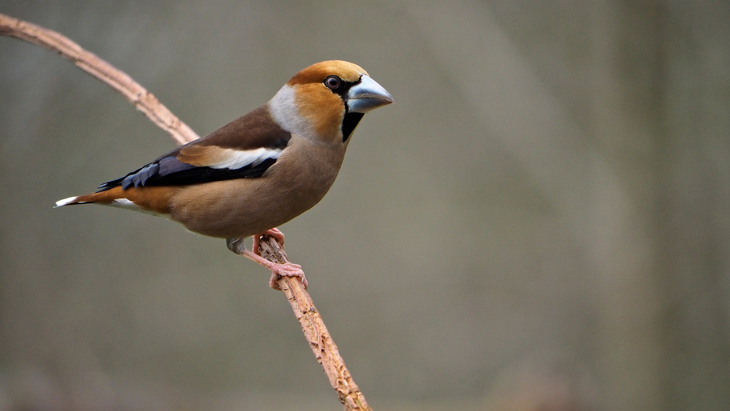 Grosbeak