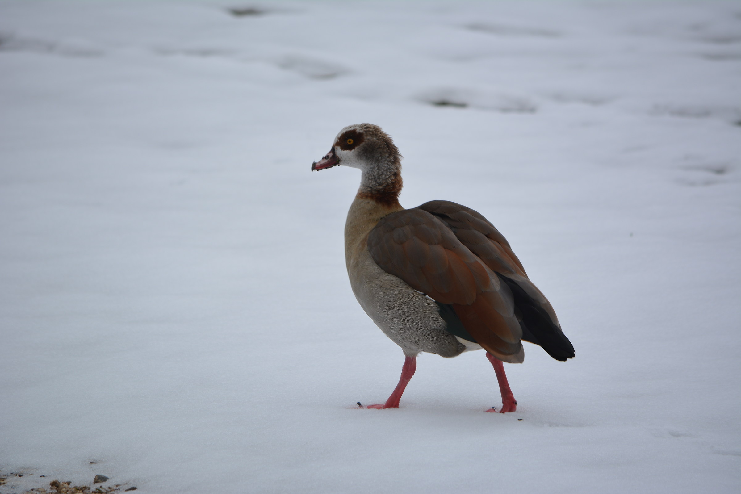 Egyptian Goose