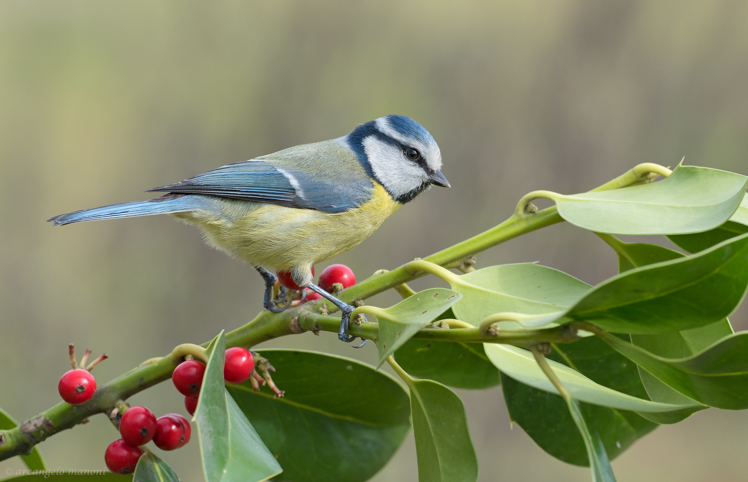 An abacus for the titmouse