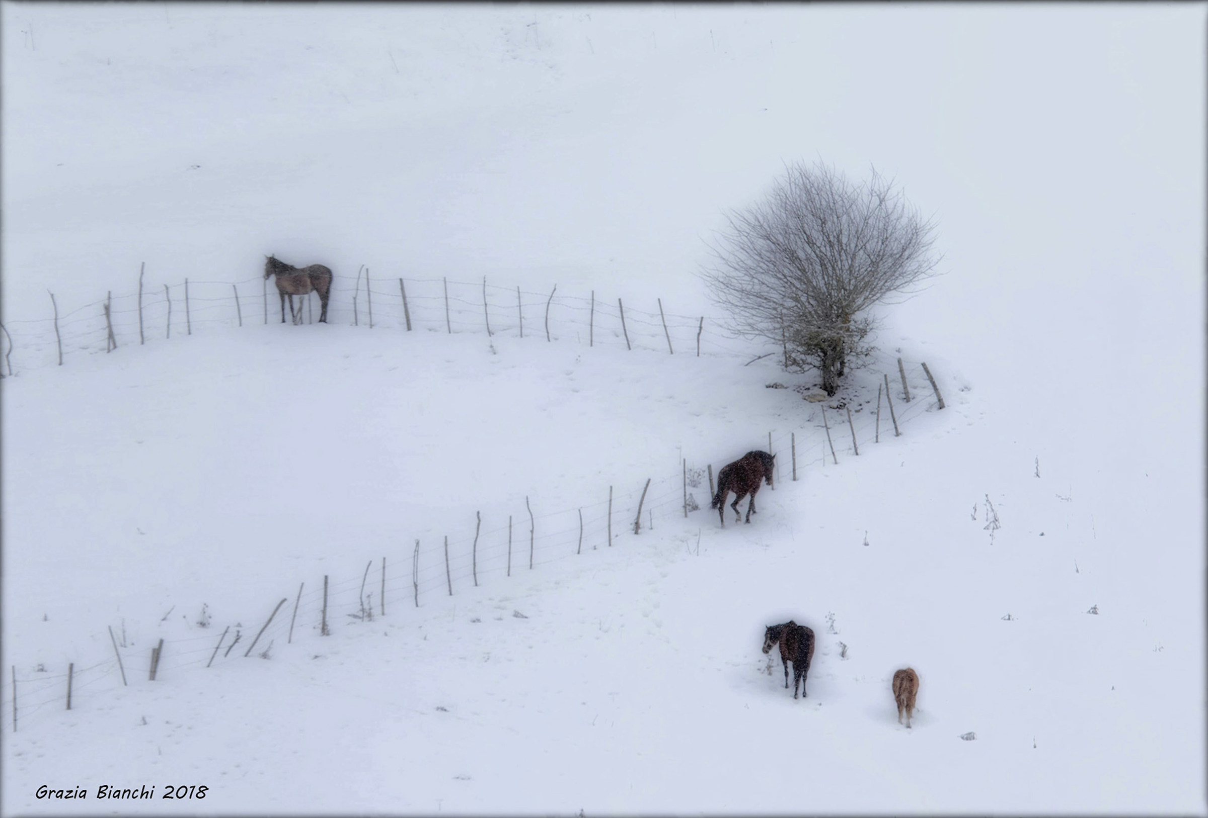 Horses in the snow - Parco d'Abruzzo
