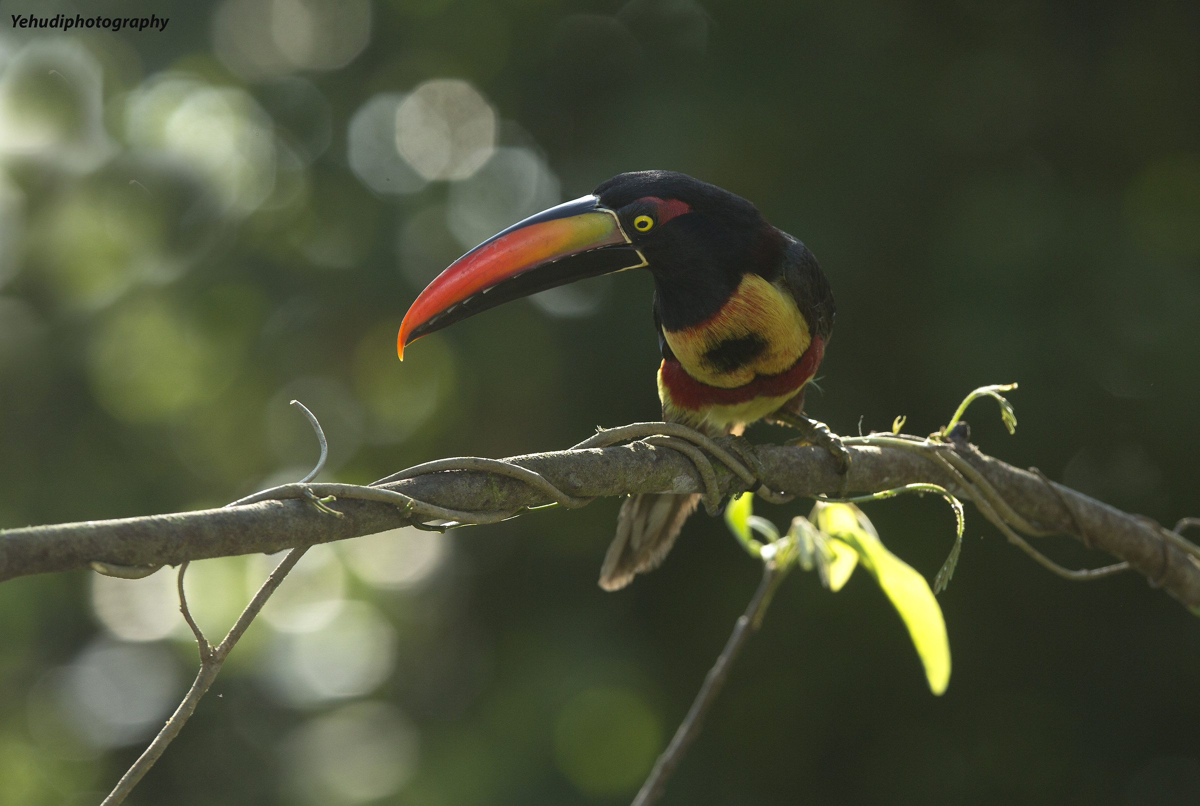 Fiery billed aracari