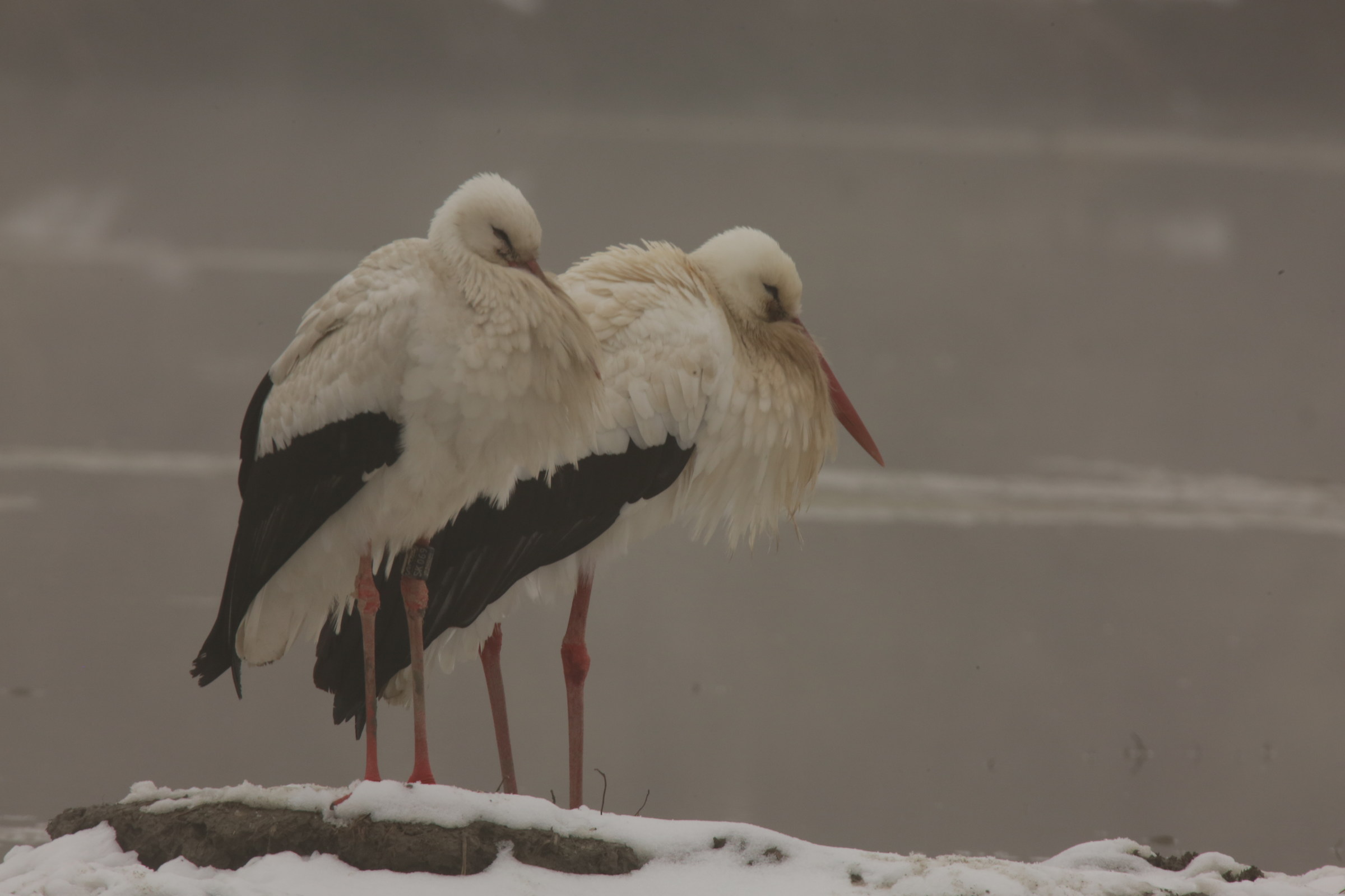 Storks in the snow
