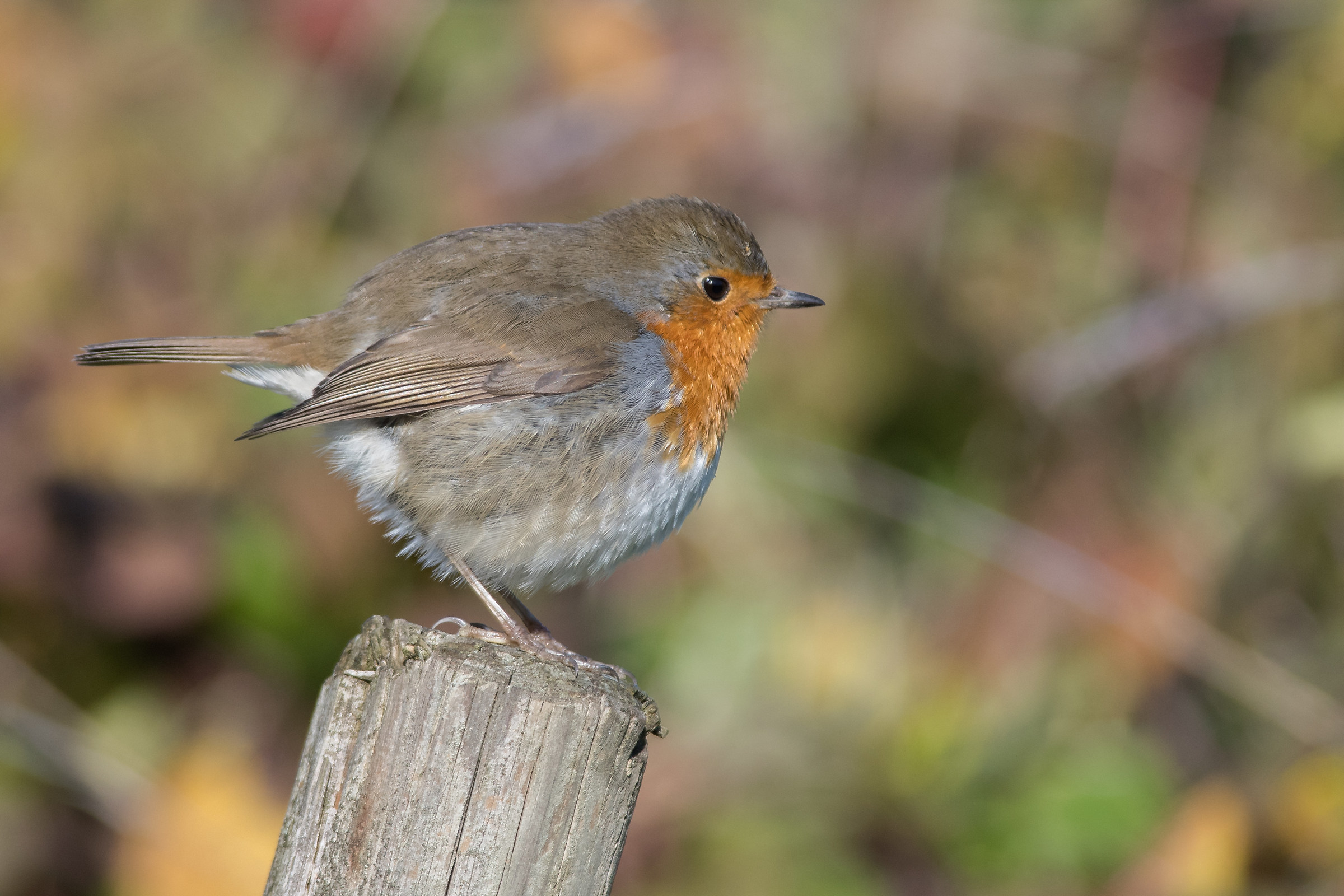 Angry Birds ...o Pettirosso