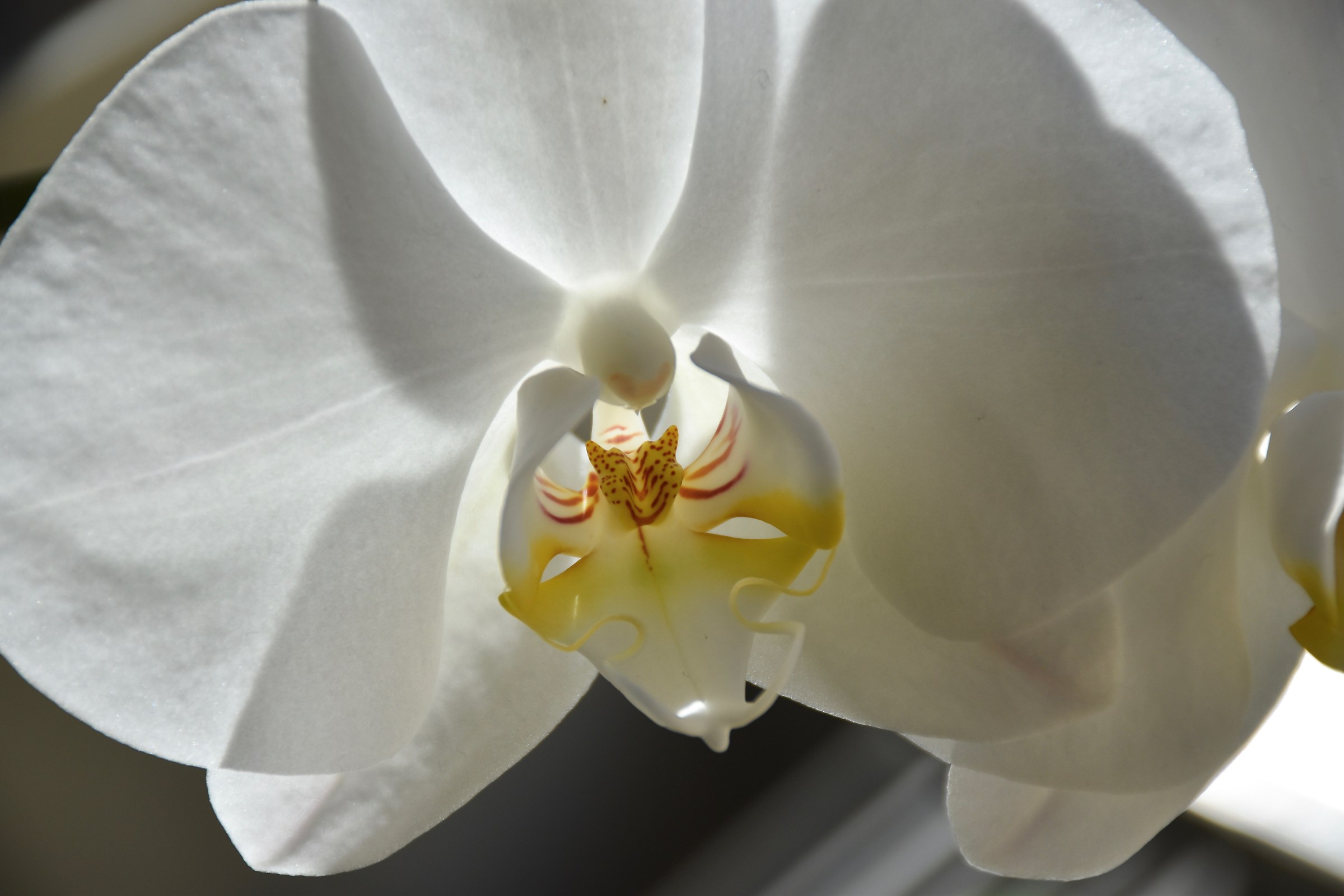 Orchidea e il ragno