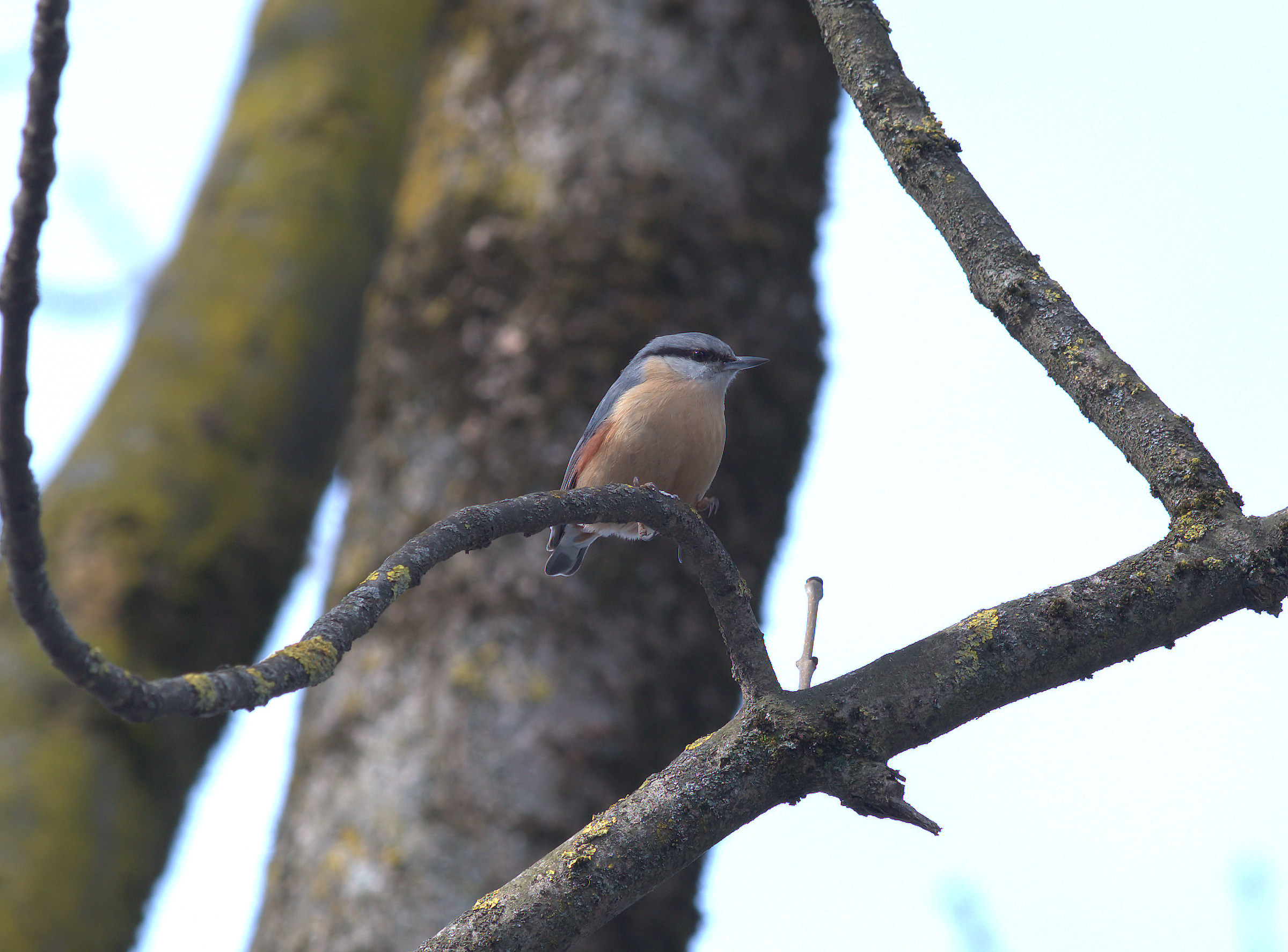 Nuthatch