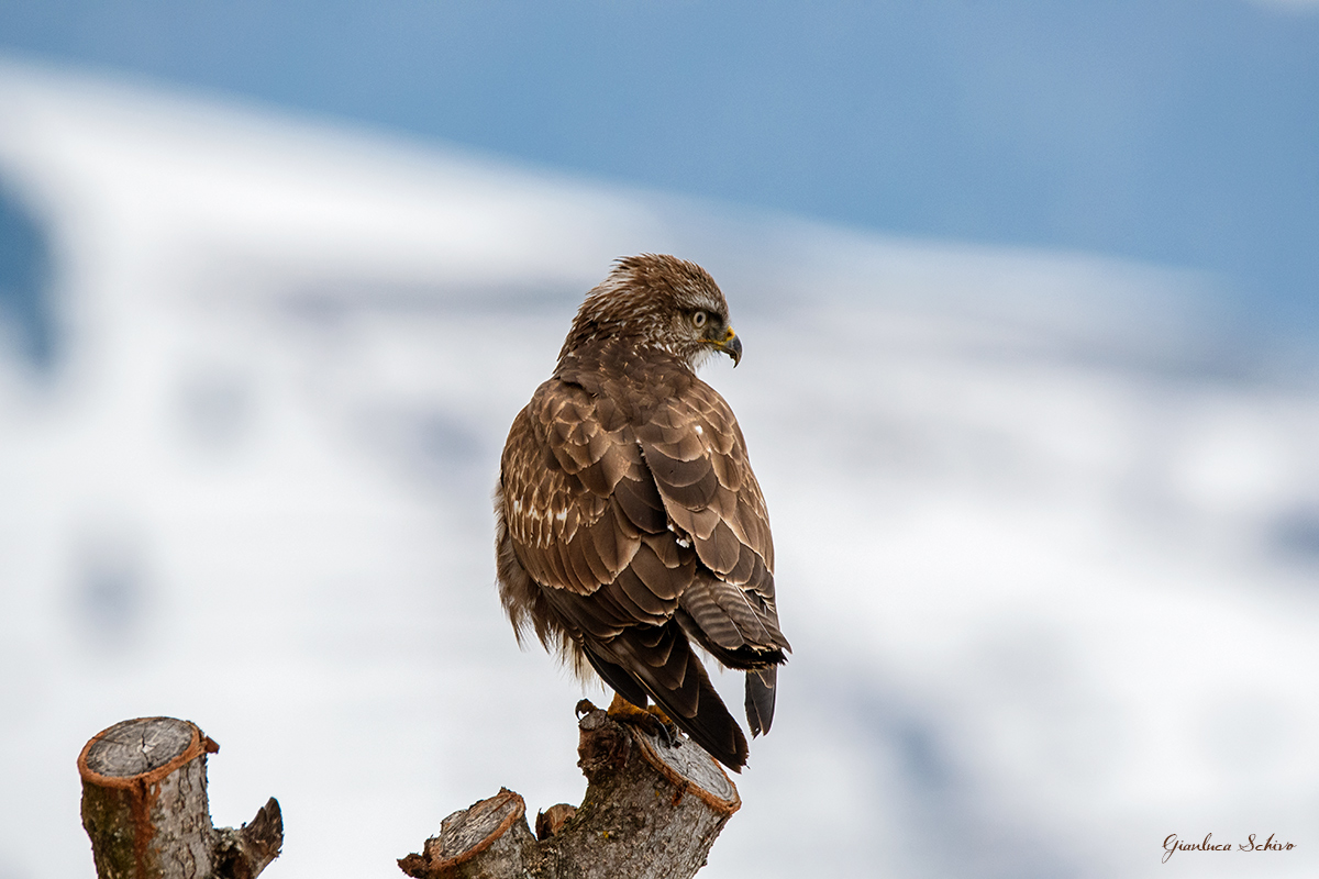Winter buzzard