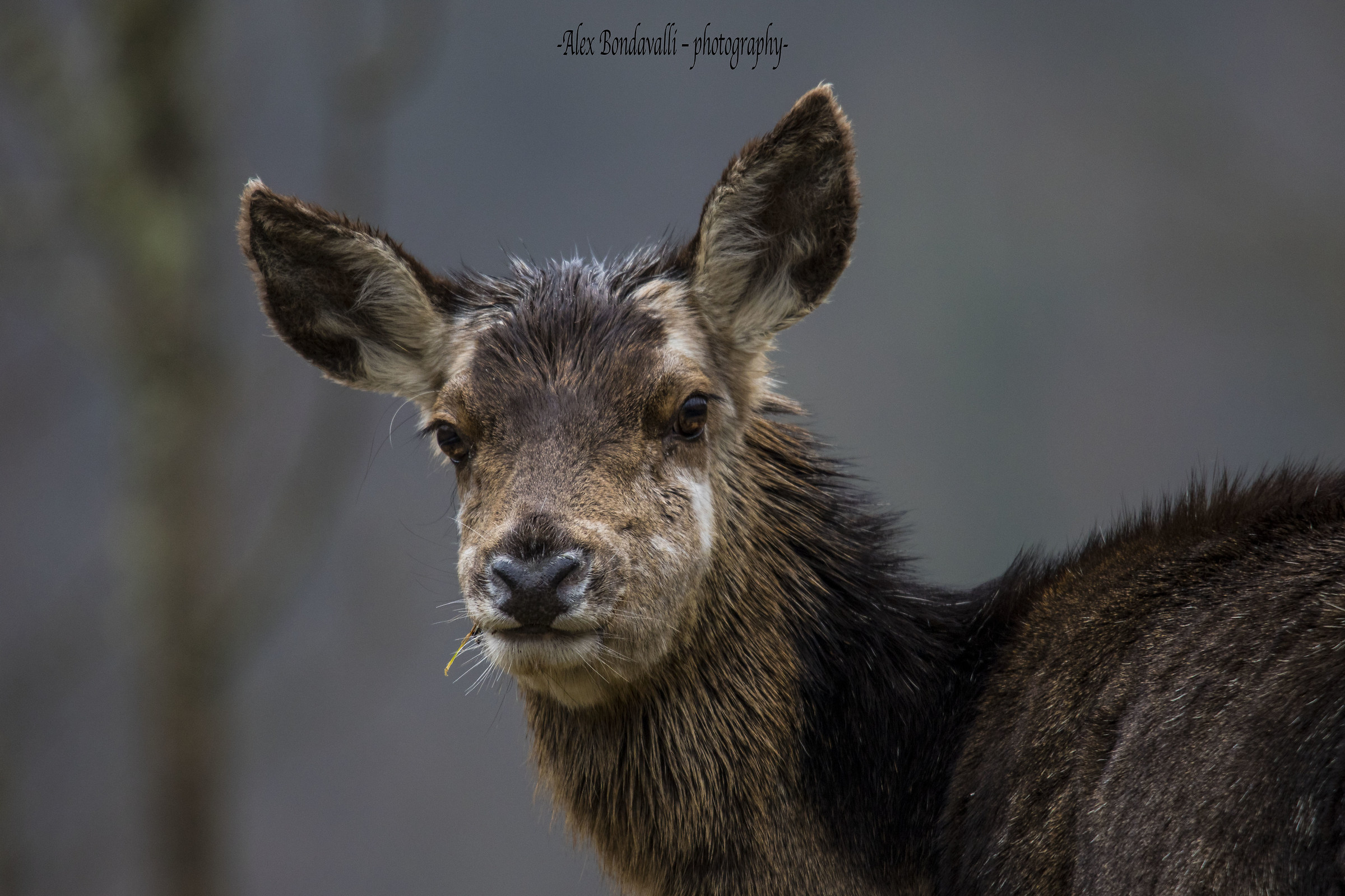 Small deer a little scared ...