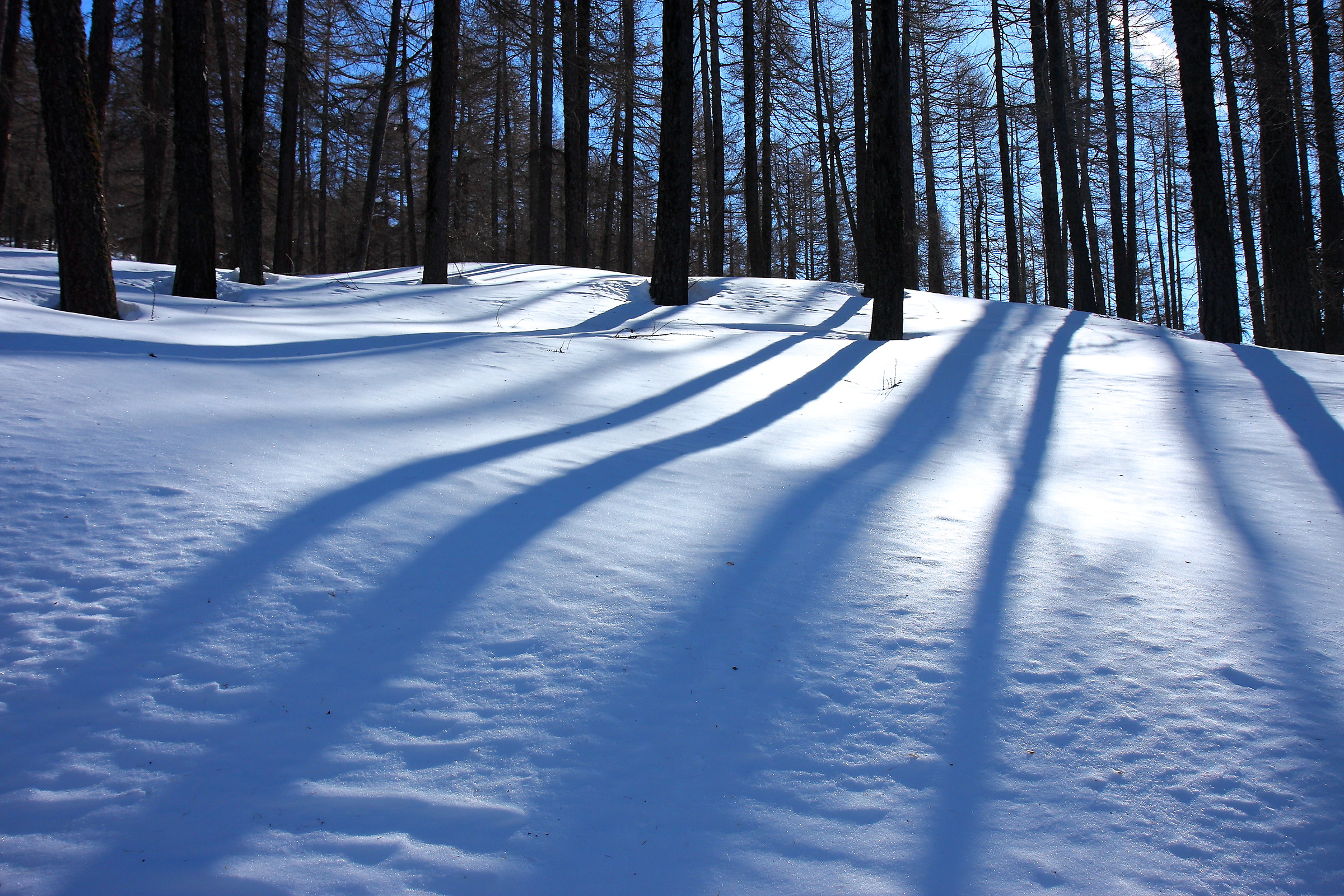 Shadows on the snow