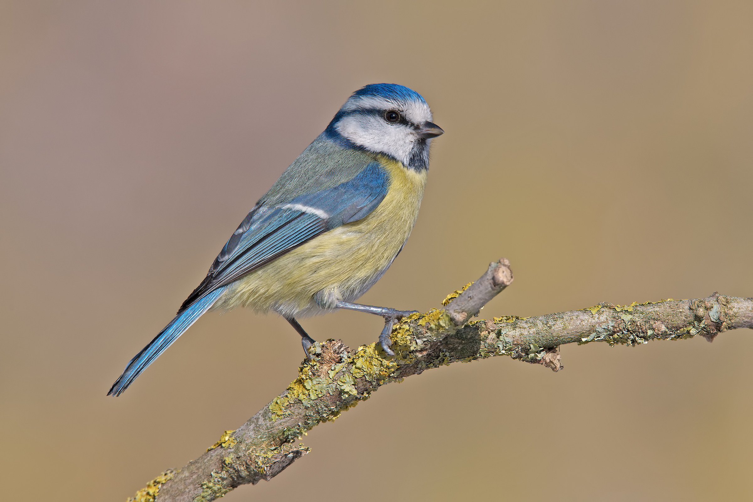 A simple Blue Tit