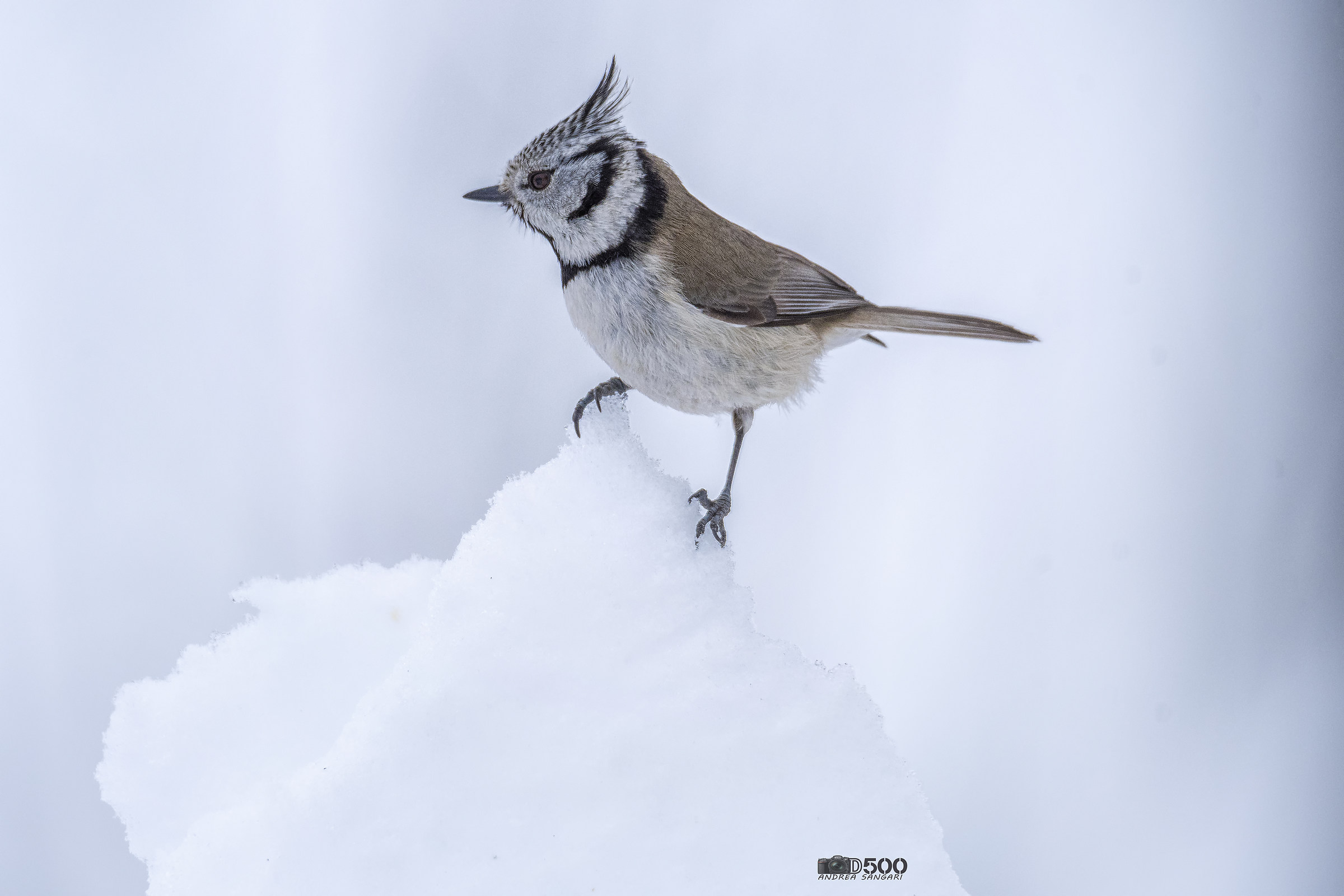 La cincia dal ciuffo sulla neve