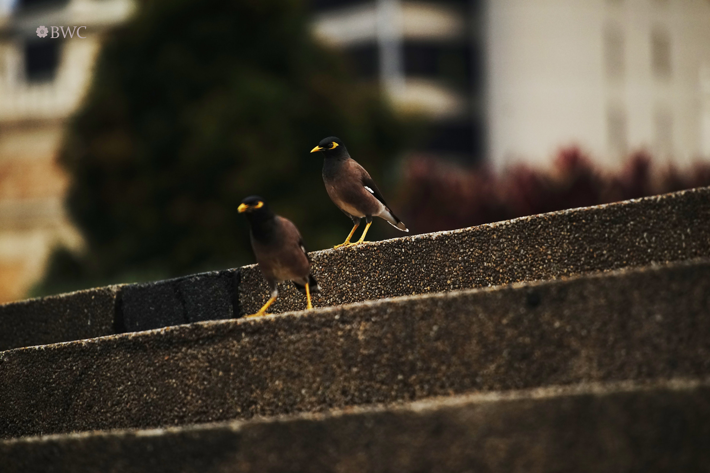 Bella coppia in piazza