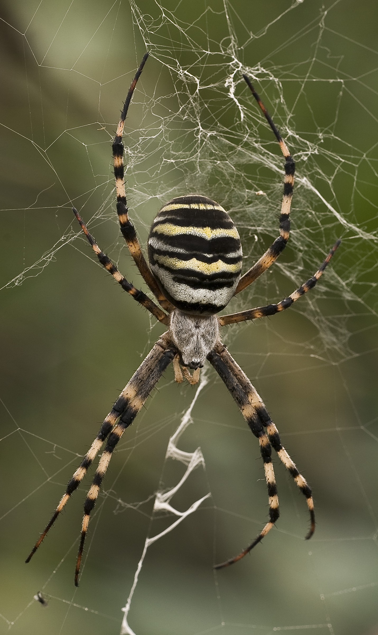 Argiope bruennichi