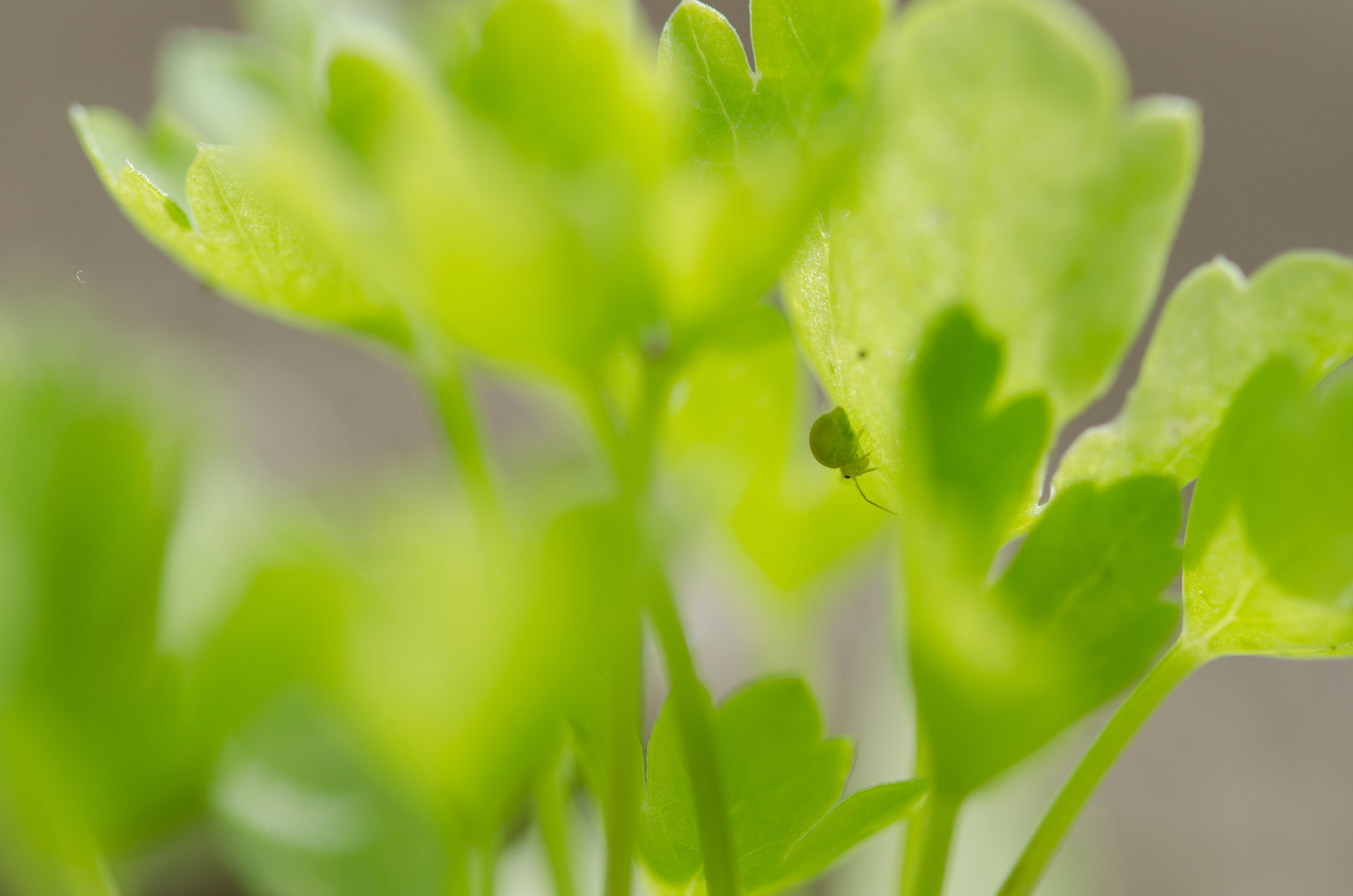 Surprises in the vegetable garden ..