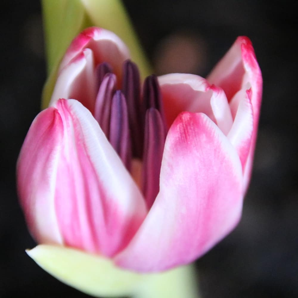 Tulip