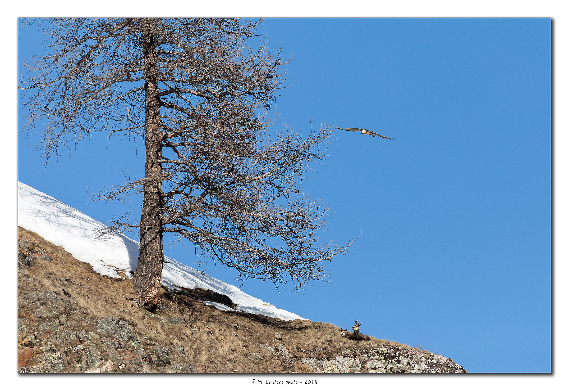 The chamois and the bearded vulture