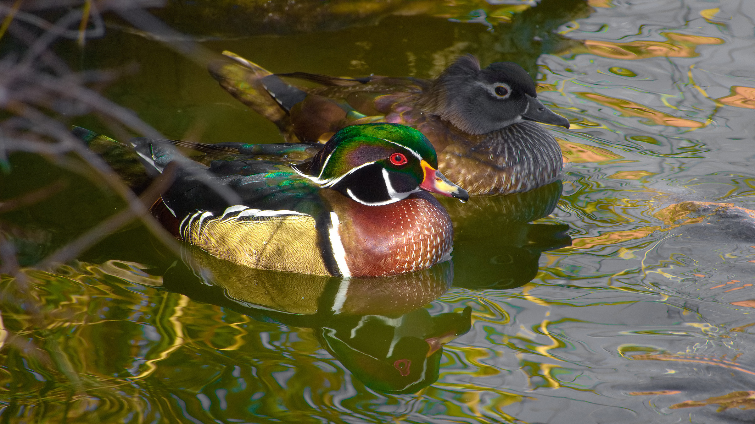 Wild Ducks