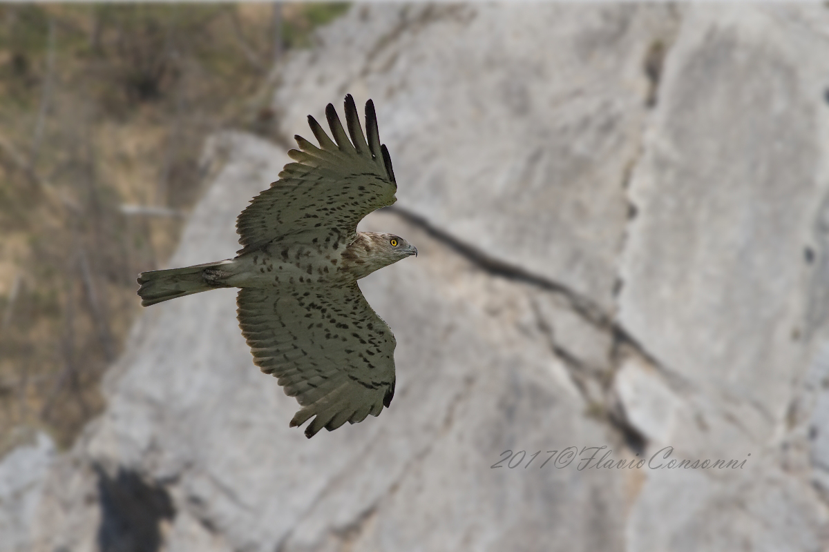 sempre il solito Biancone