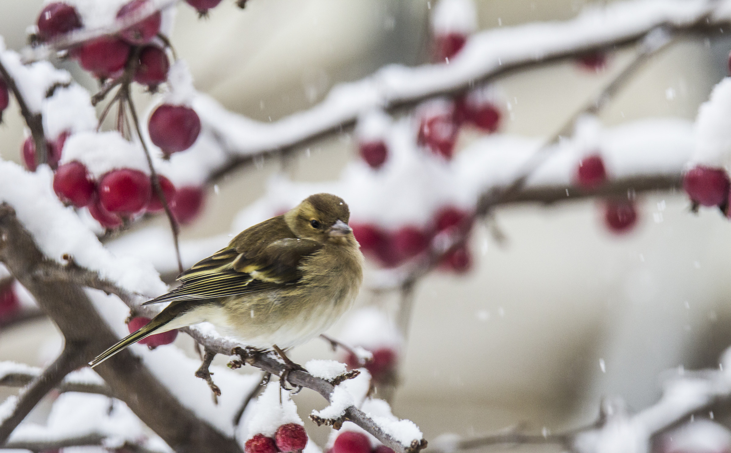 The snow that makes everything more magical