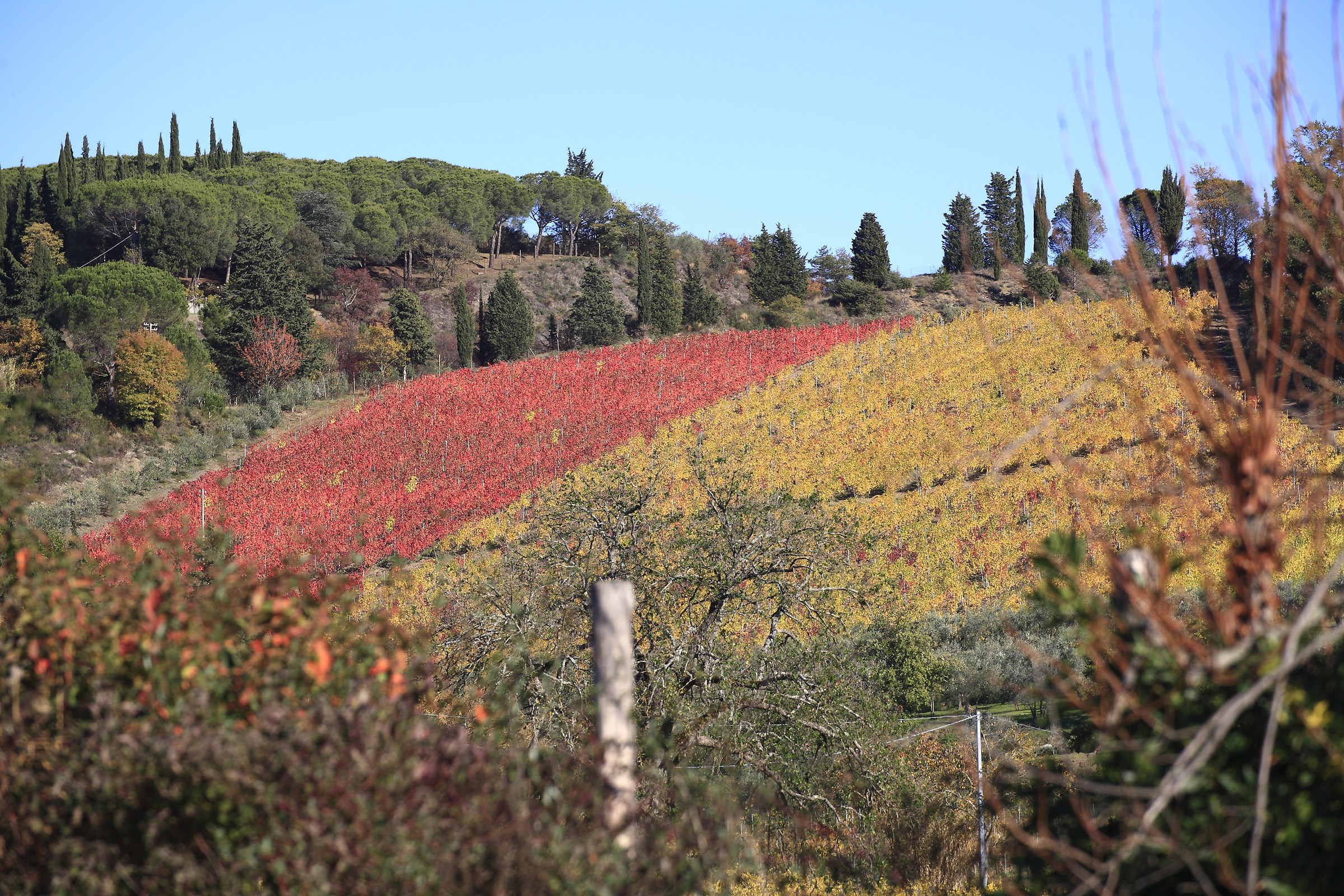 vineyards in Autumn