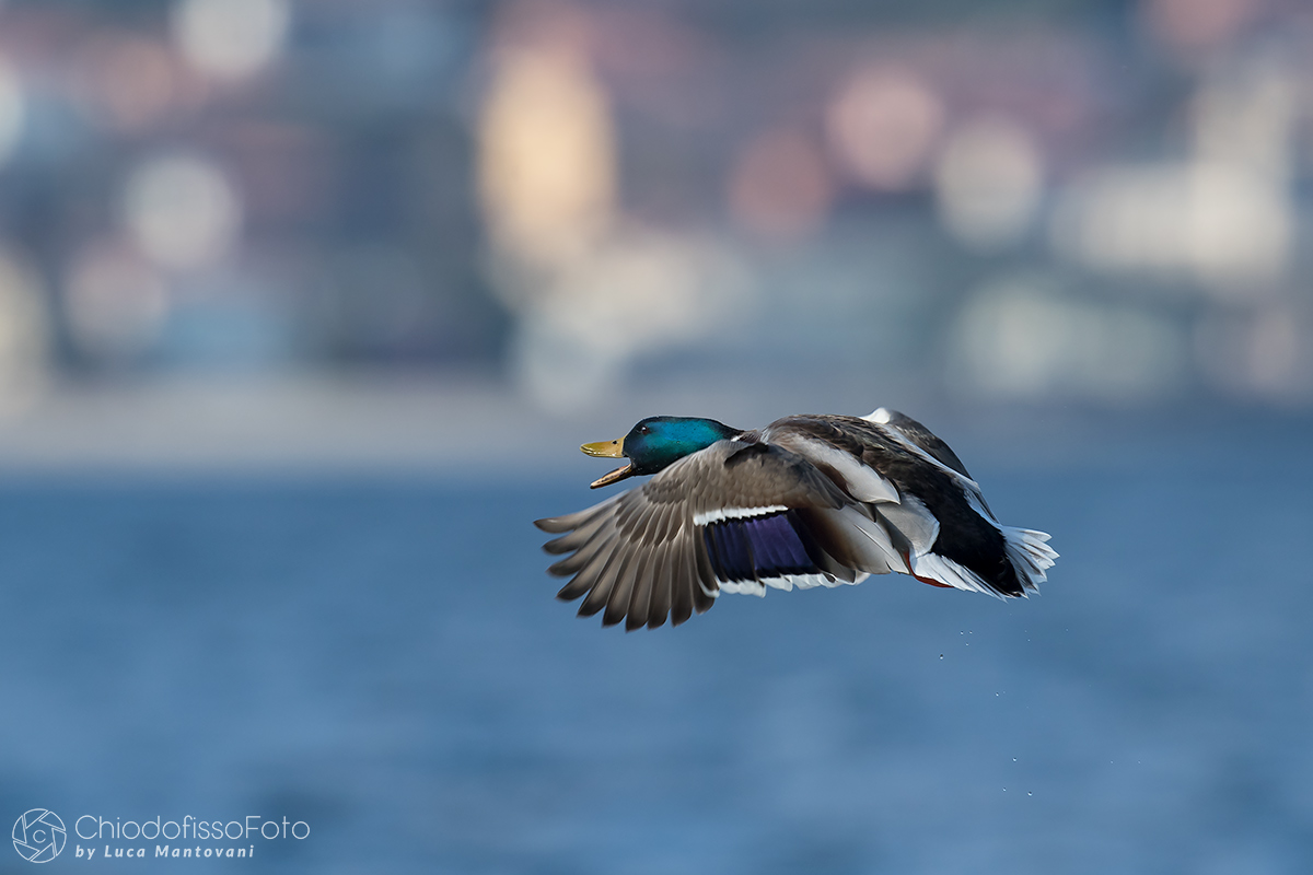 Germano maschio e colori