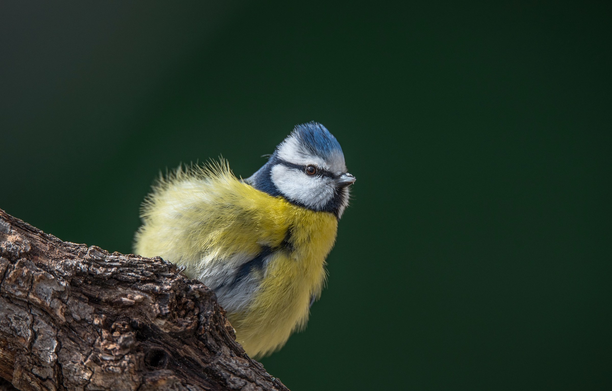 Con le piume al vento