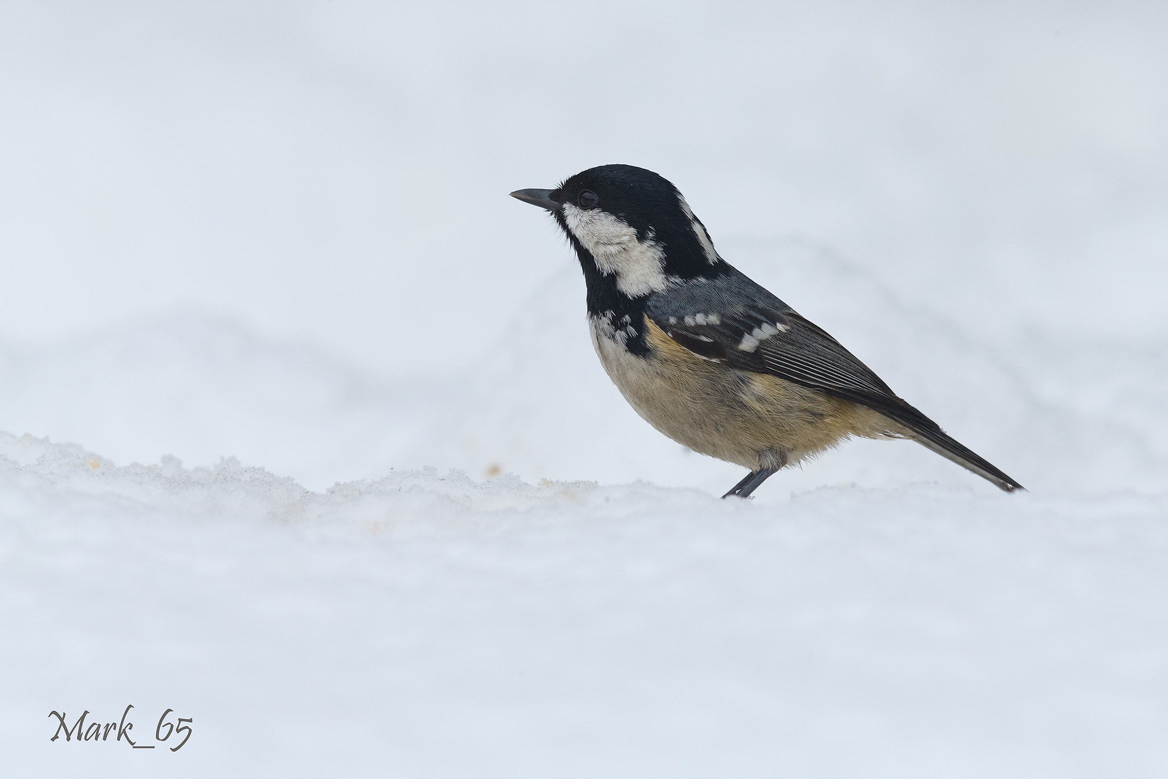 Black tit