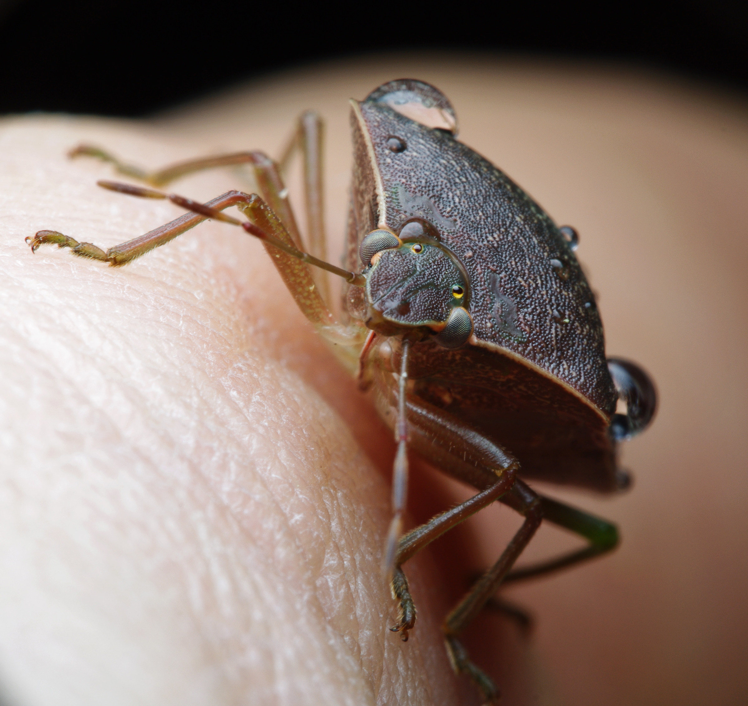 Who's afraid of bedbugs?