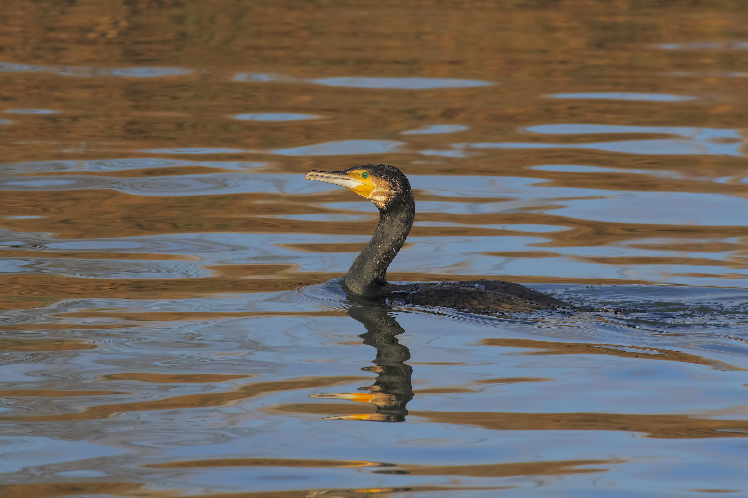Cormorant in the foreground